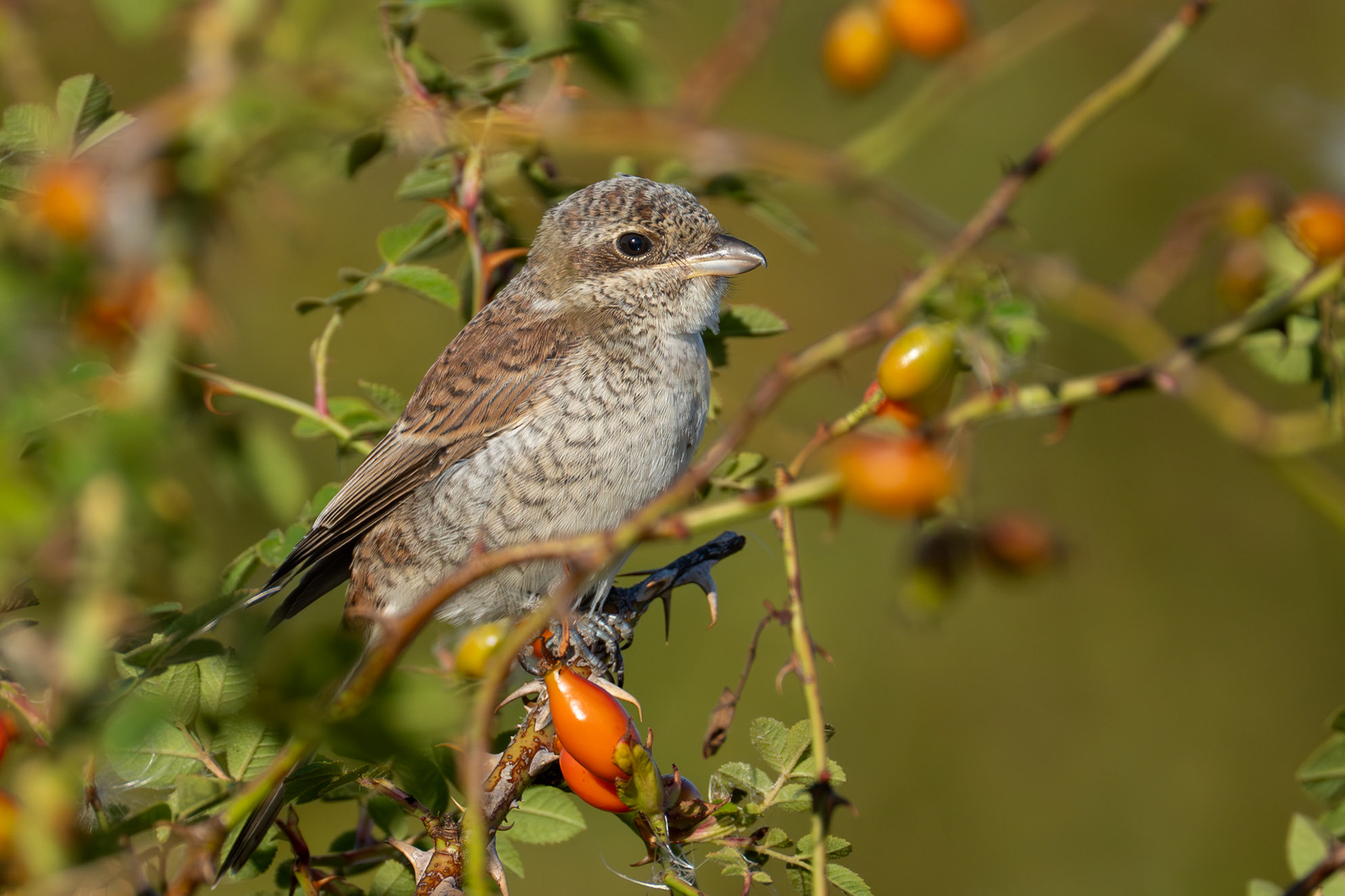 Törnskata / Red-backed Shrike, Nöbbelövs mosse 2025