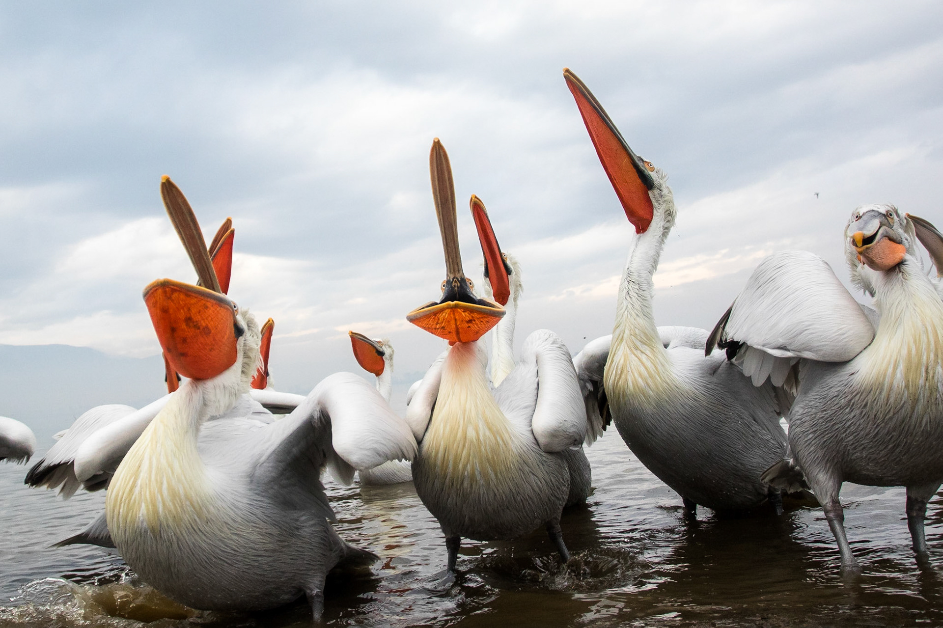 Krushuvad pelikan / Dalmatian Pelican, Kerkini lake Greece 2017