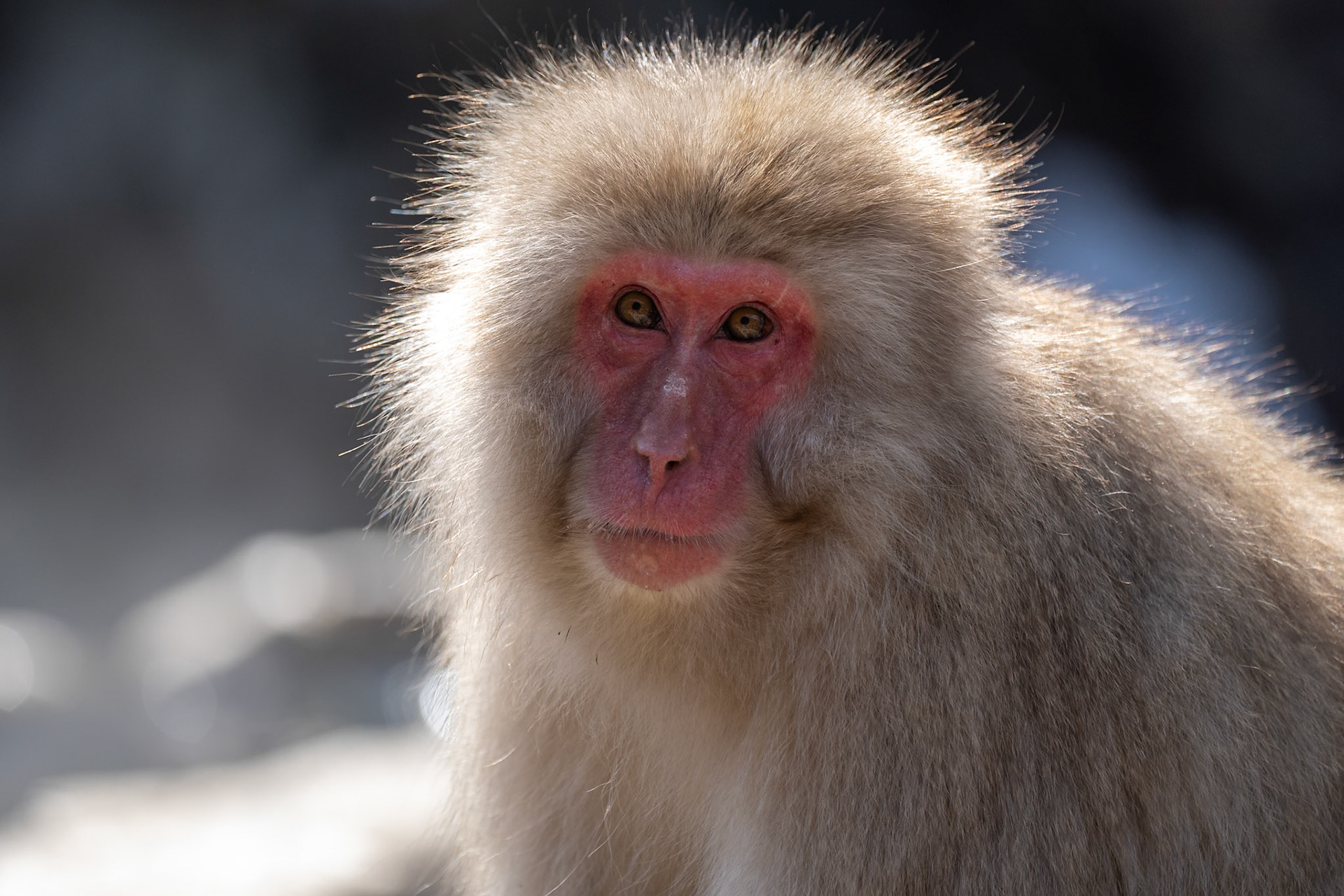 Japansk makak / Japanese Macaque, Jigokudani, Japan 2025