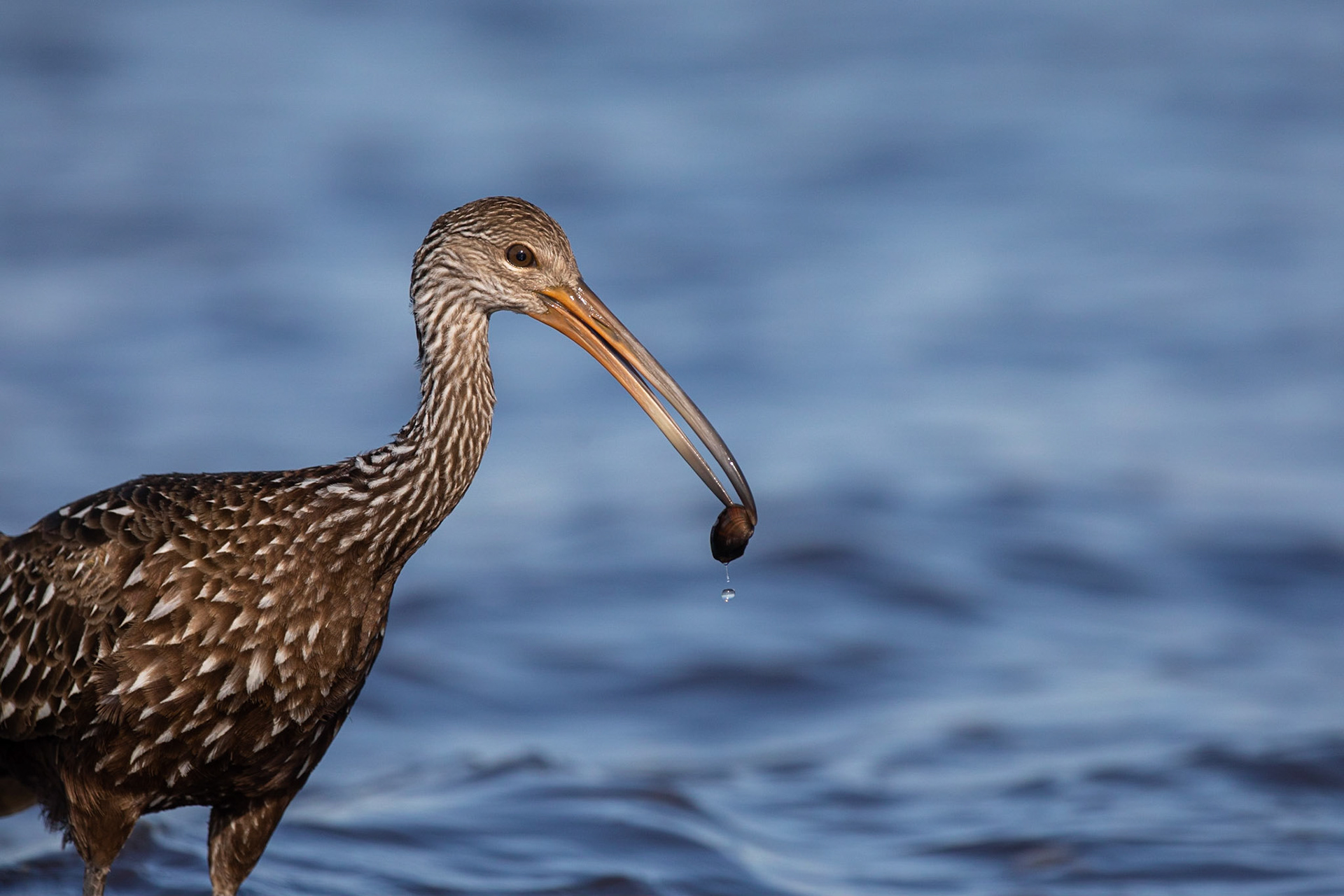 Ralltrana / Limpkin, Myakka River, Florida USA 2019