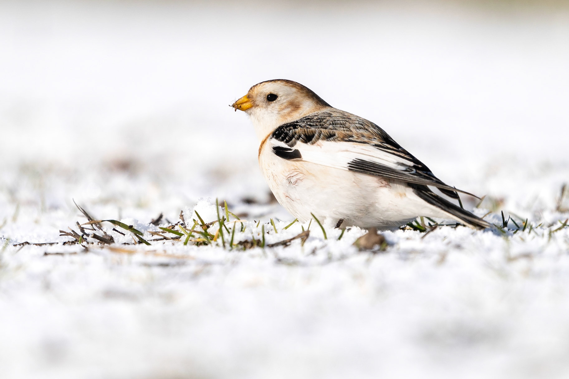 Snösparv / Snow Bunting, Vallkärra 2023