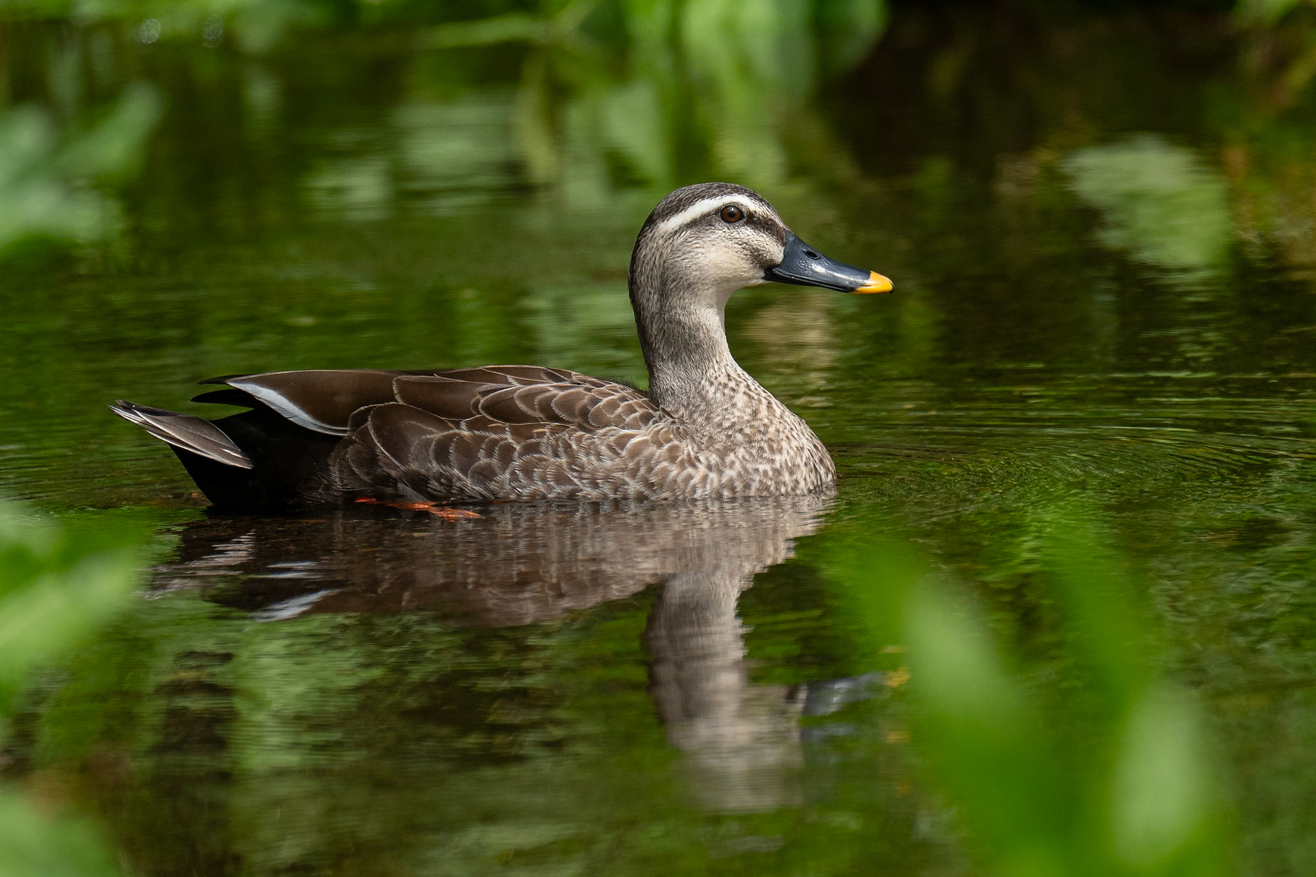 Kinesisk and / Eastern Spot-billed Duck, Shimoezu Park Kumamoto, Japan 2025