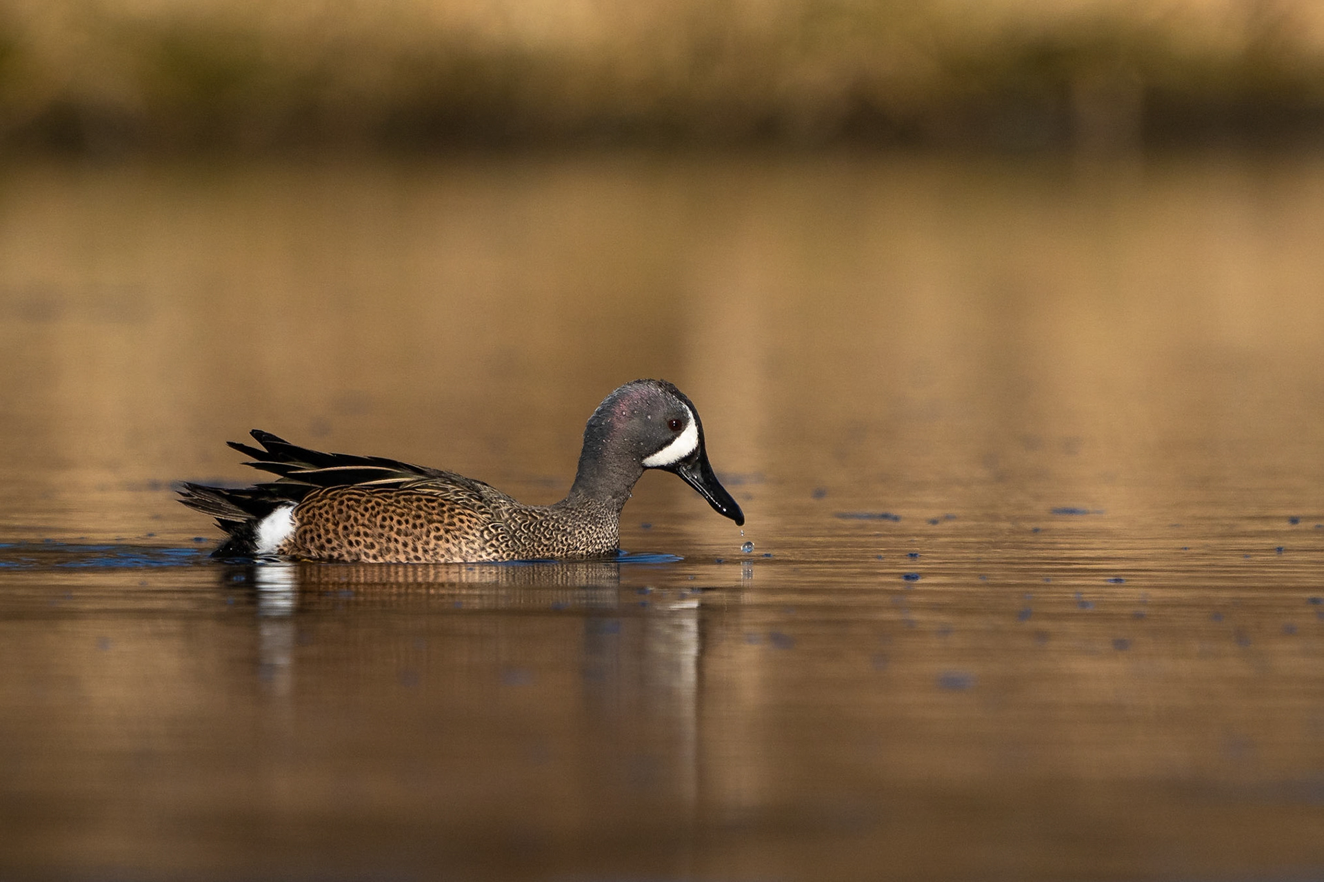 Blåvingad årta / Blue-winged Teal, Lunds reningsverksdammar 2023
