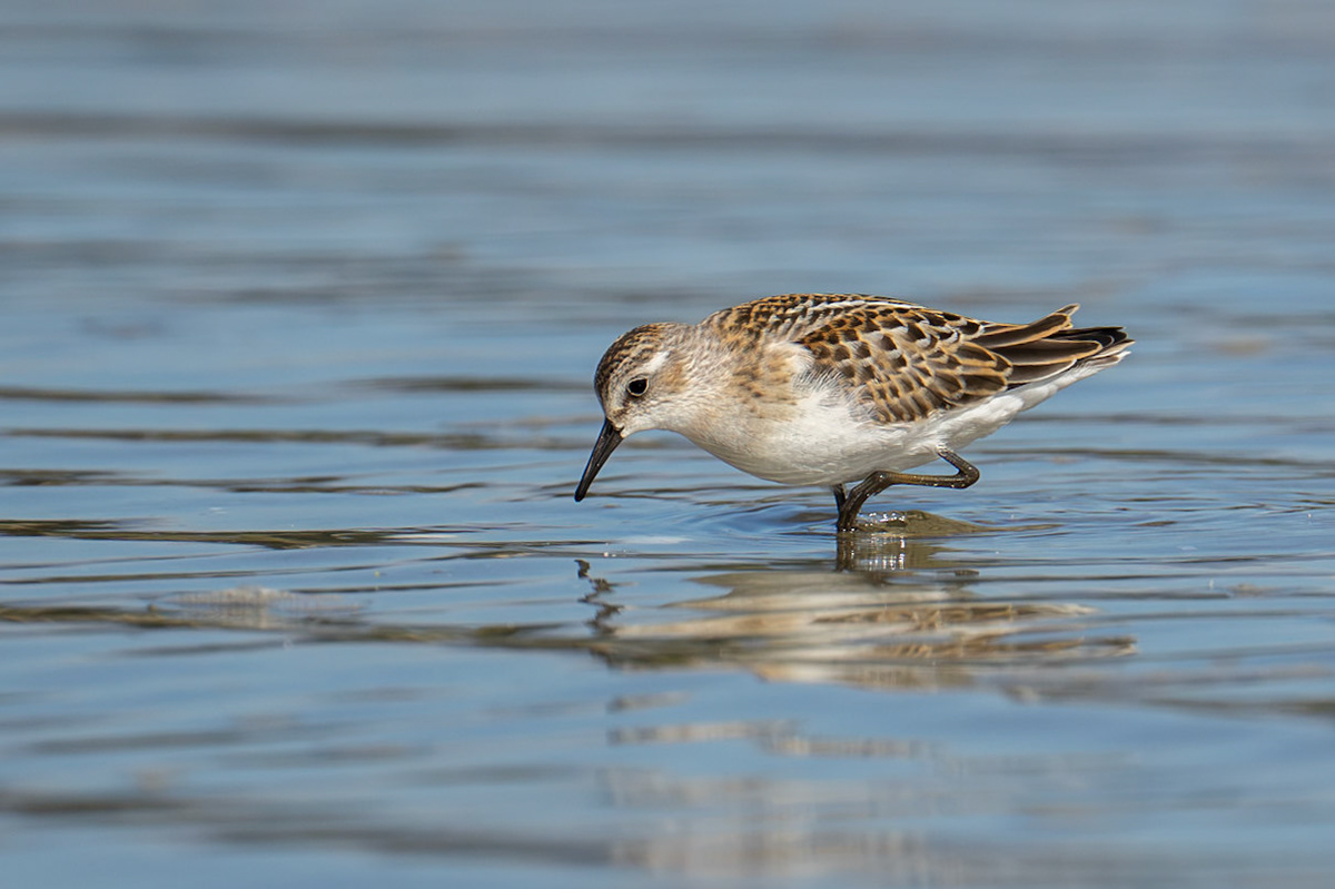 Little Stint / Småsnäppa, Farhult 2026
