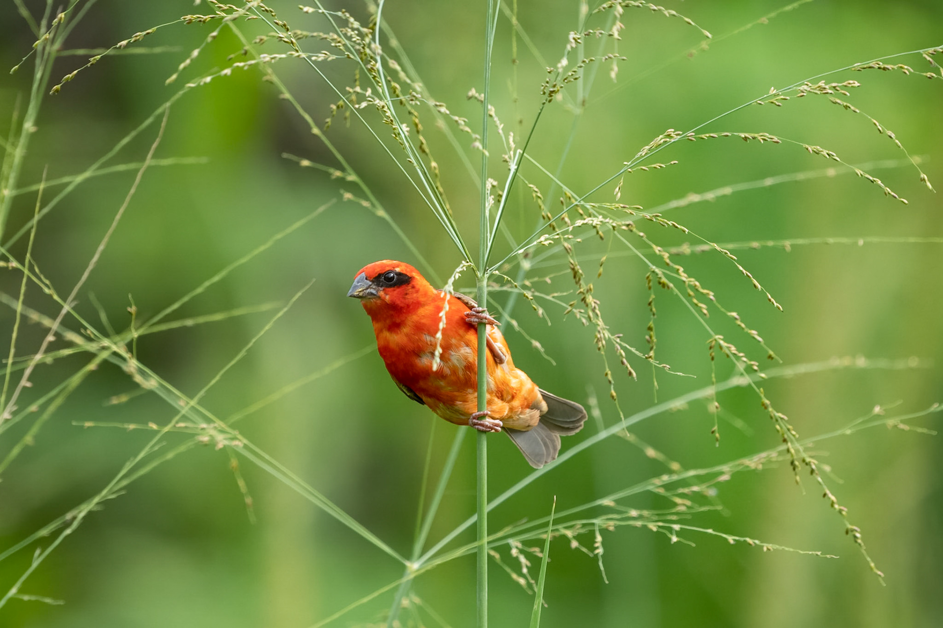 Röd fody / Red Fody, Anse Kerlan, Praslin Seychelles 2023