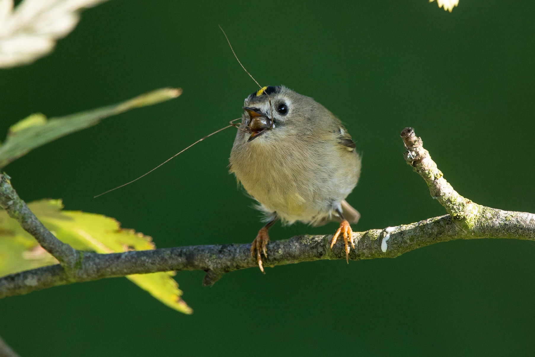 Kungsfågel / Goldcrest, Gammalsby Öland 2017