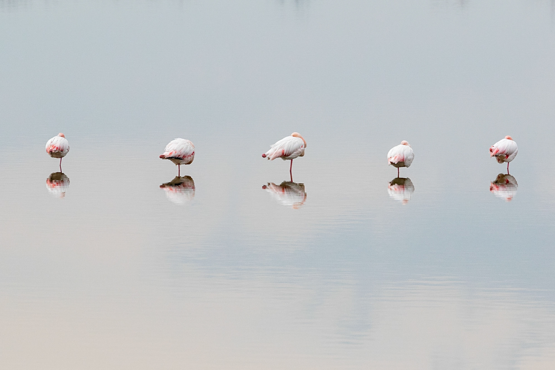Större flamingo / Greater Flamingo, Kalochori Greece 2017
