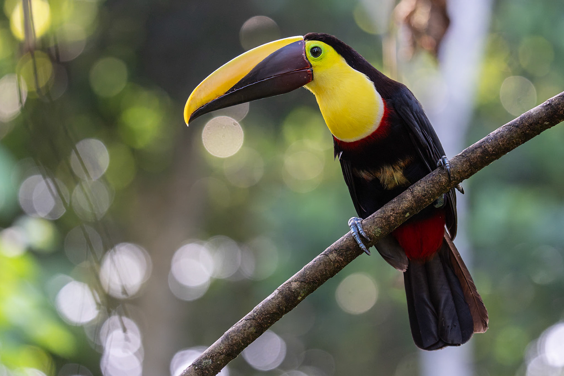 Yellow-throated Toucan / Gulstrupig tukan, Plumas y Picos, Costa Rica 2024