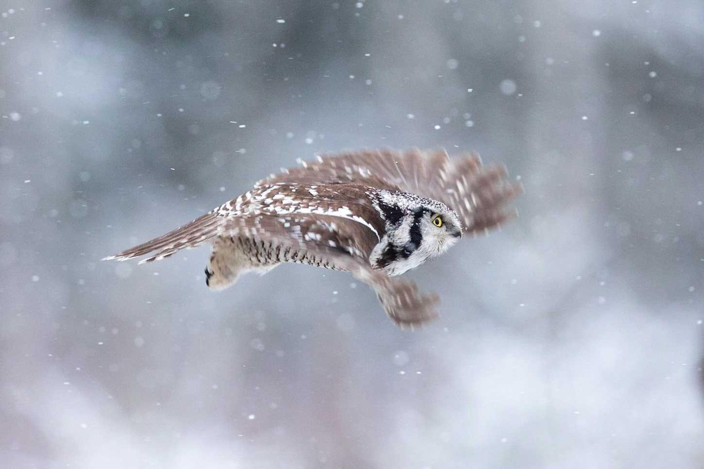 Hökuggla / Northern Hawk Owl, Hallandsåsen 2021