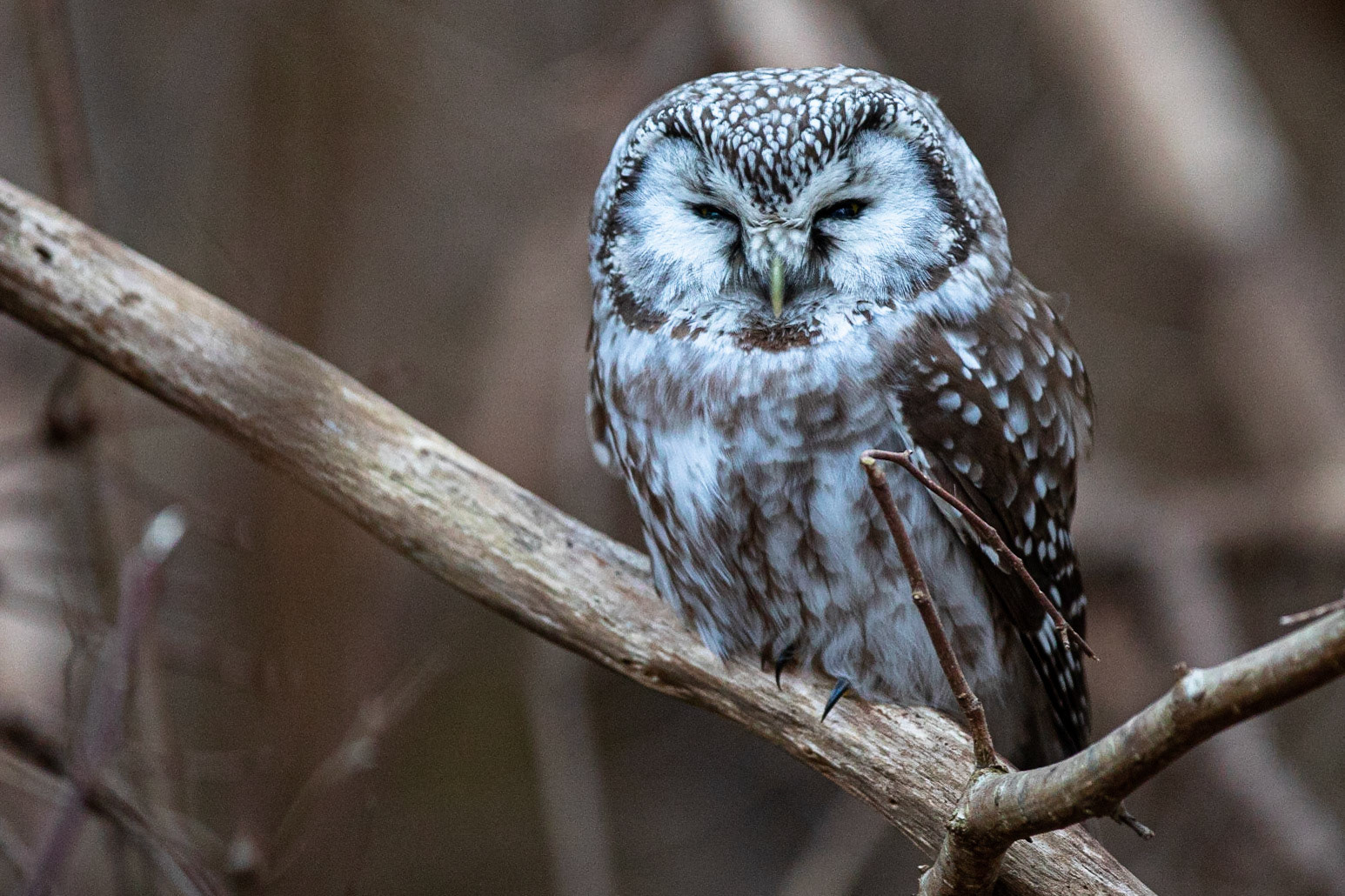 Pärluggla / Tengmalm's Owl, Almåsa 2021