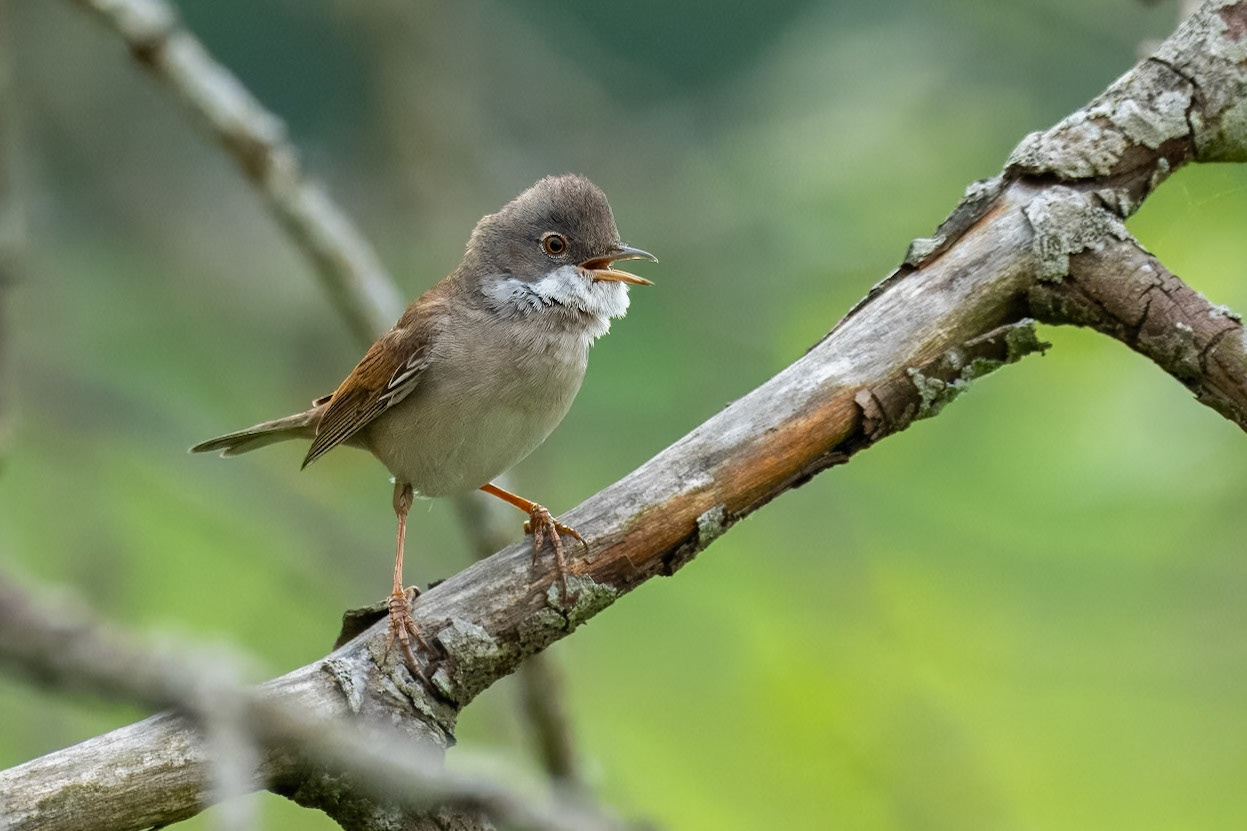 Törnsångare / Common Whitethroat, Börringemad 2024