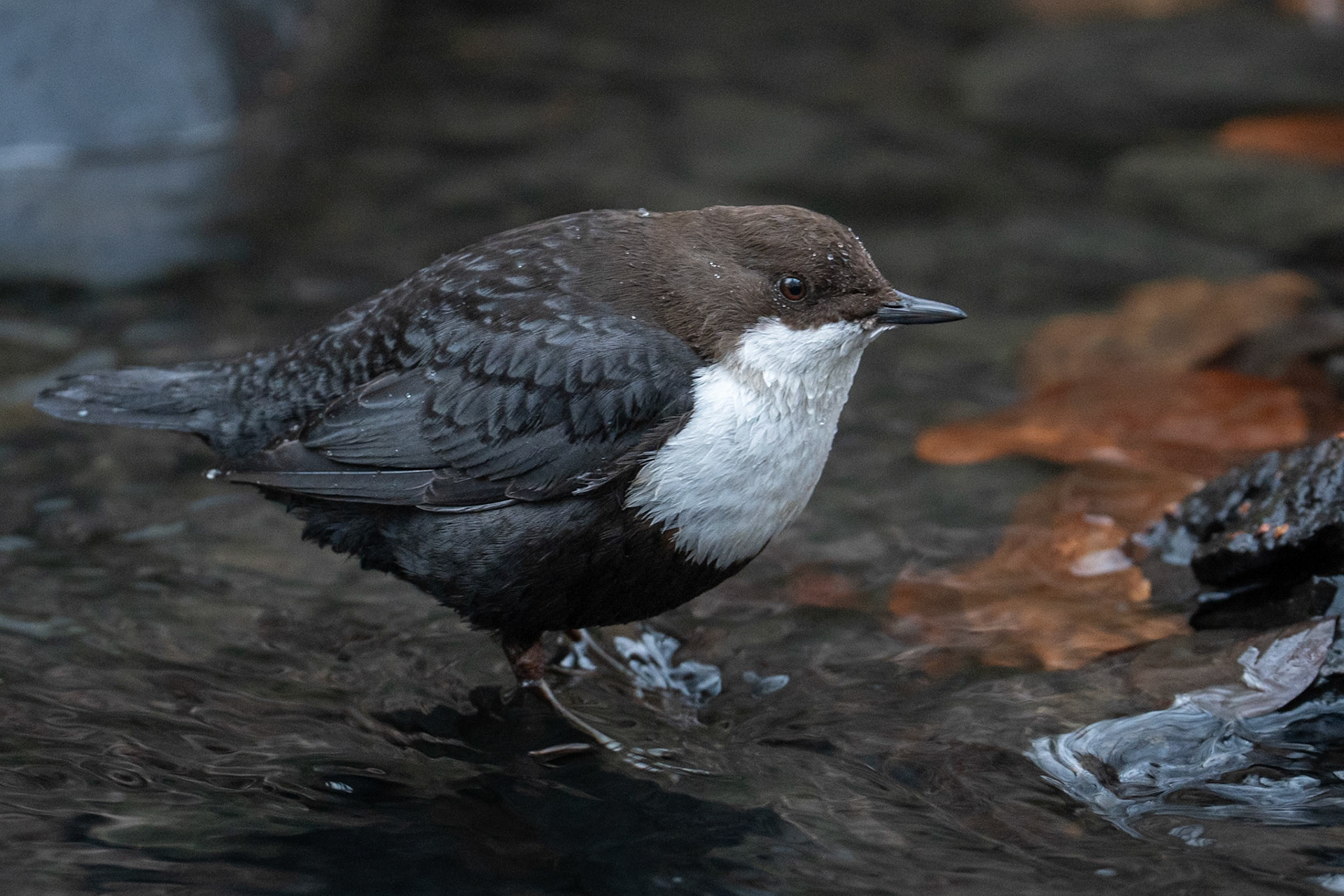 Strömstare / White-throated Dipper, Jordbodalen 2026