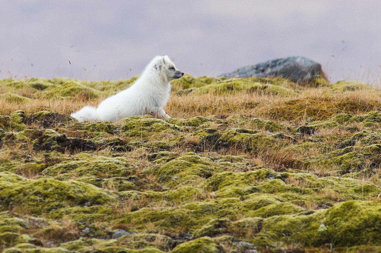 Fjällräv / Artic Fox, Gauksmyri Iceland 2010