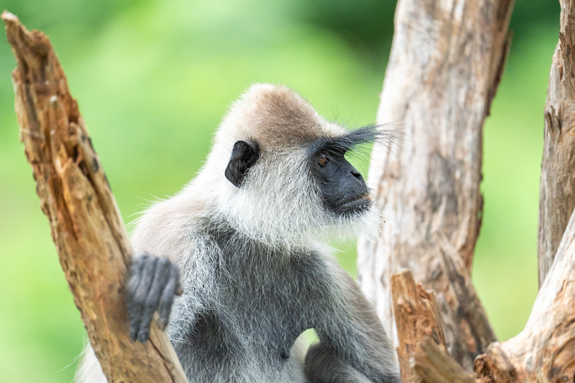 Purple-faced Langur, Lunugamwehere National Park, Sri Lanka 2025
