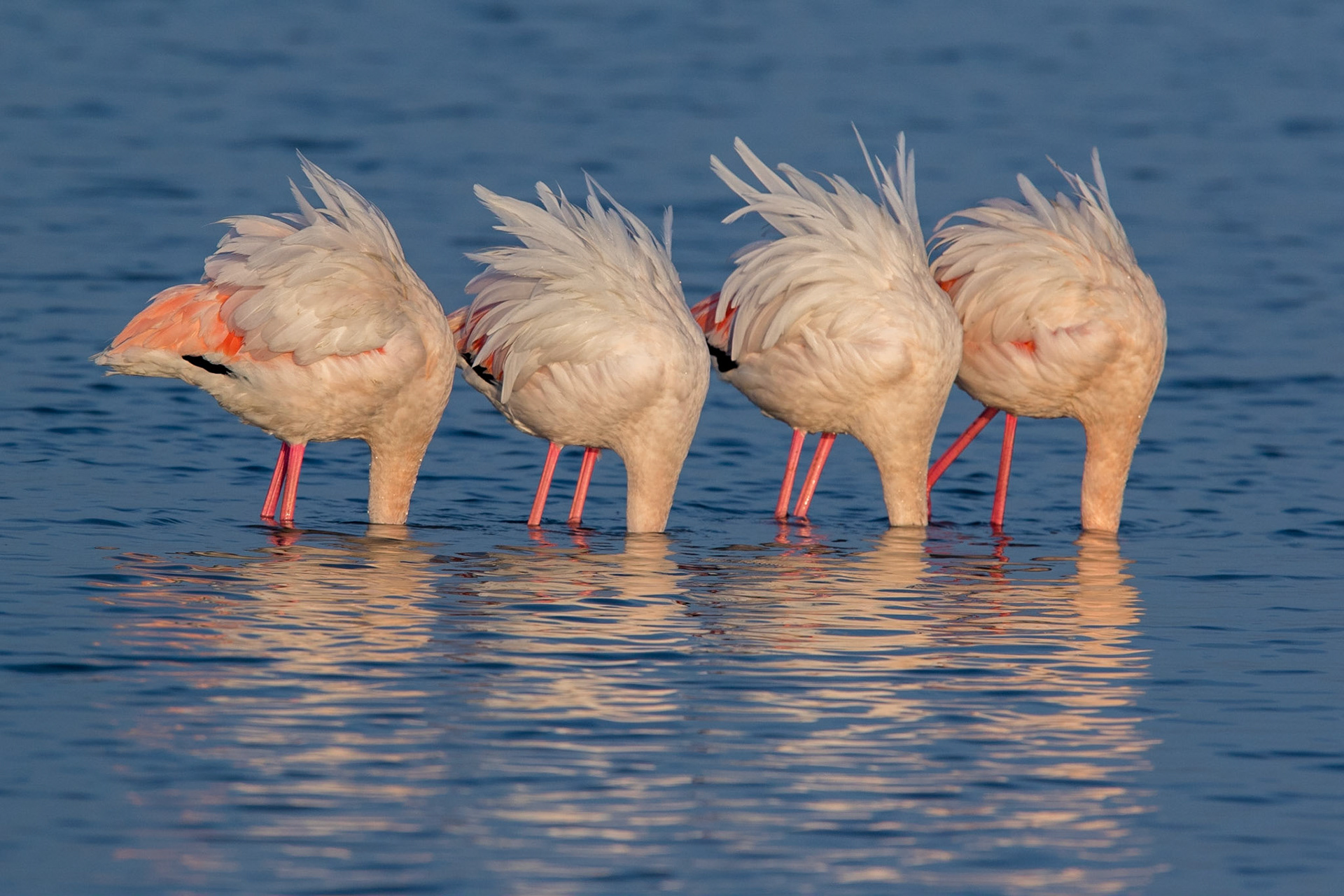 Större flamingo / Greater Flamingo, Kalochori Greece 2017
