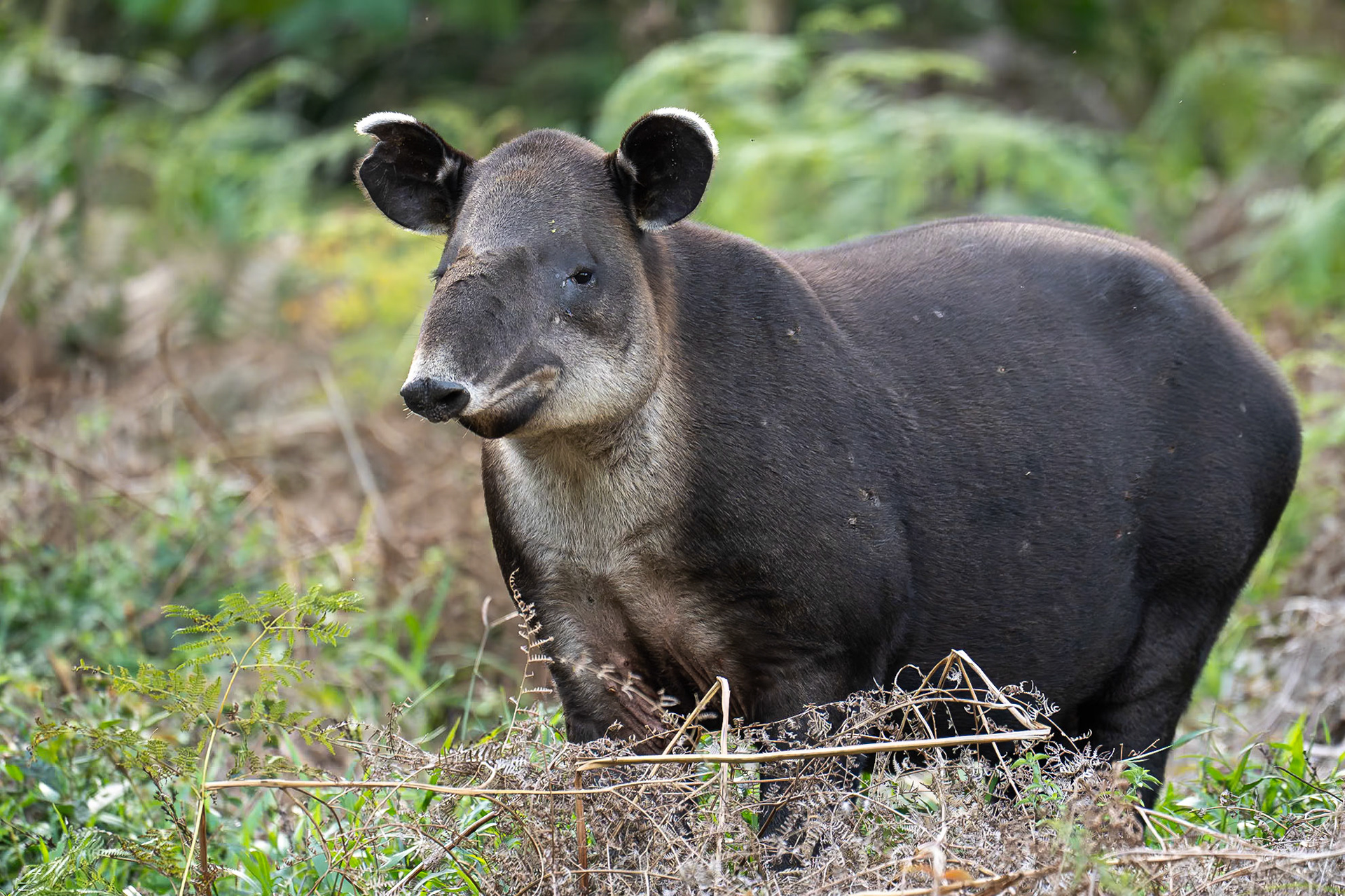 Central American Tapir / Central American Tapir, Tapir Valley, Costa Rica 2024