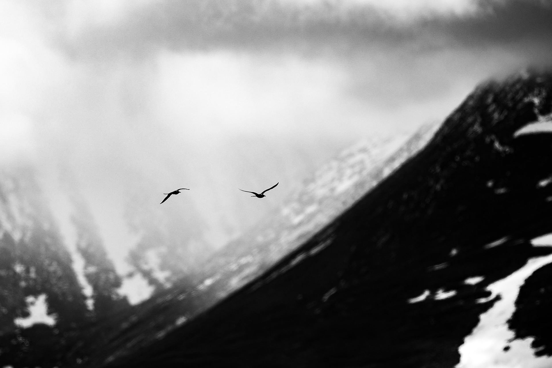 Fjällabb / Long-tailed Jaeger, Slåttajåkka Abisko 2018