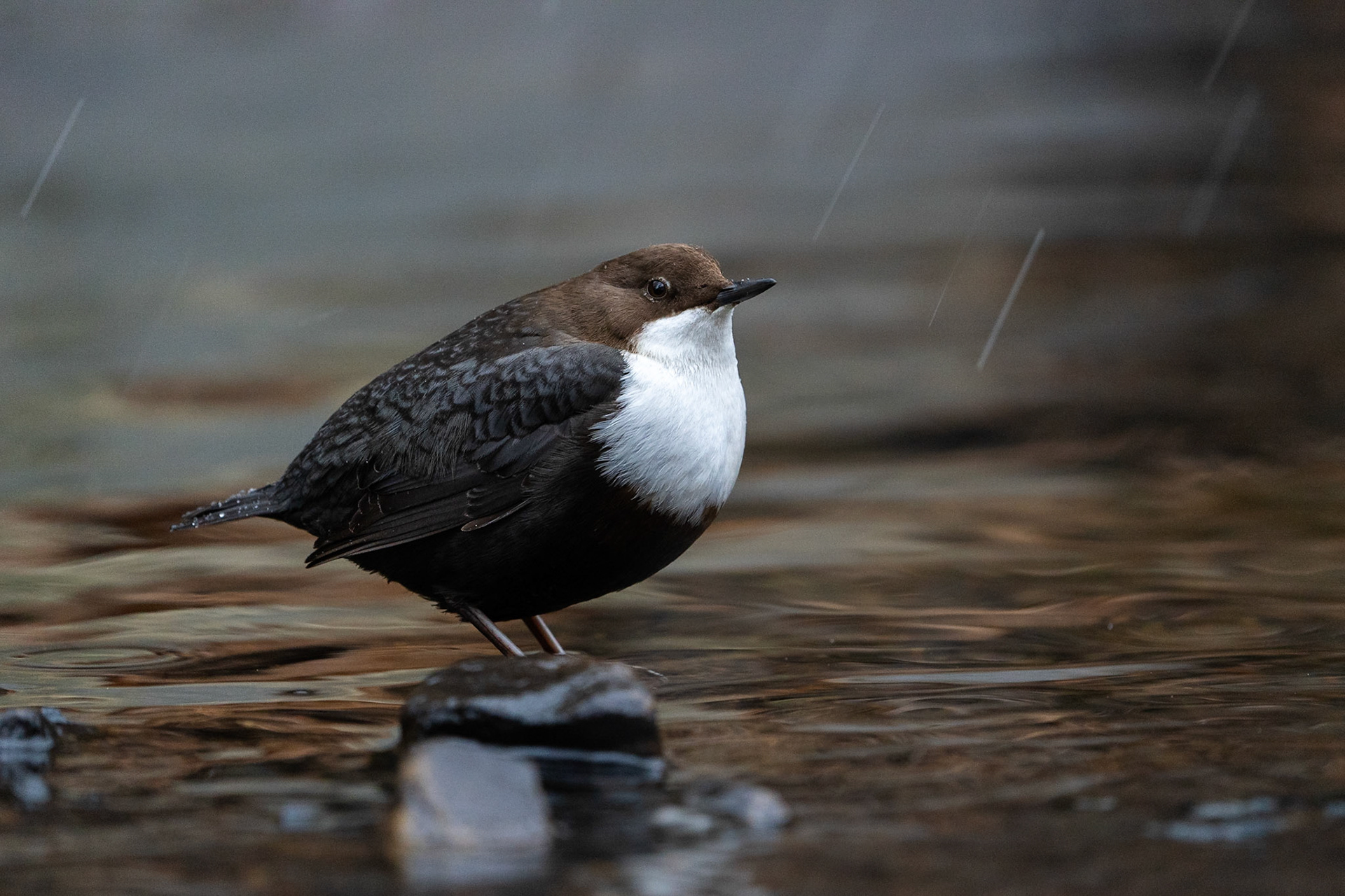 Strömstare / White-throated Dipper, Jordbodalen 2023