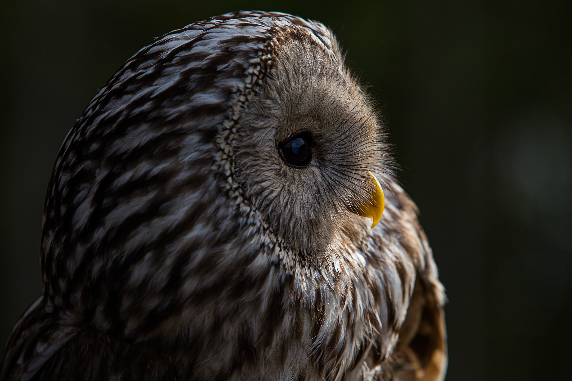 Slaguggla / Ural Owl, Västmanland 2016