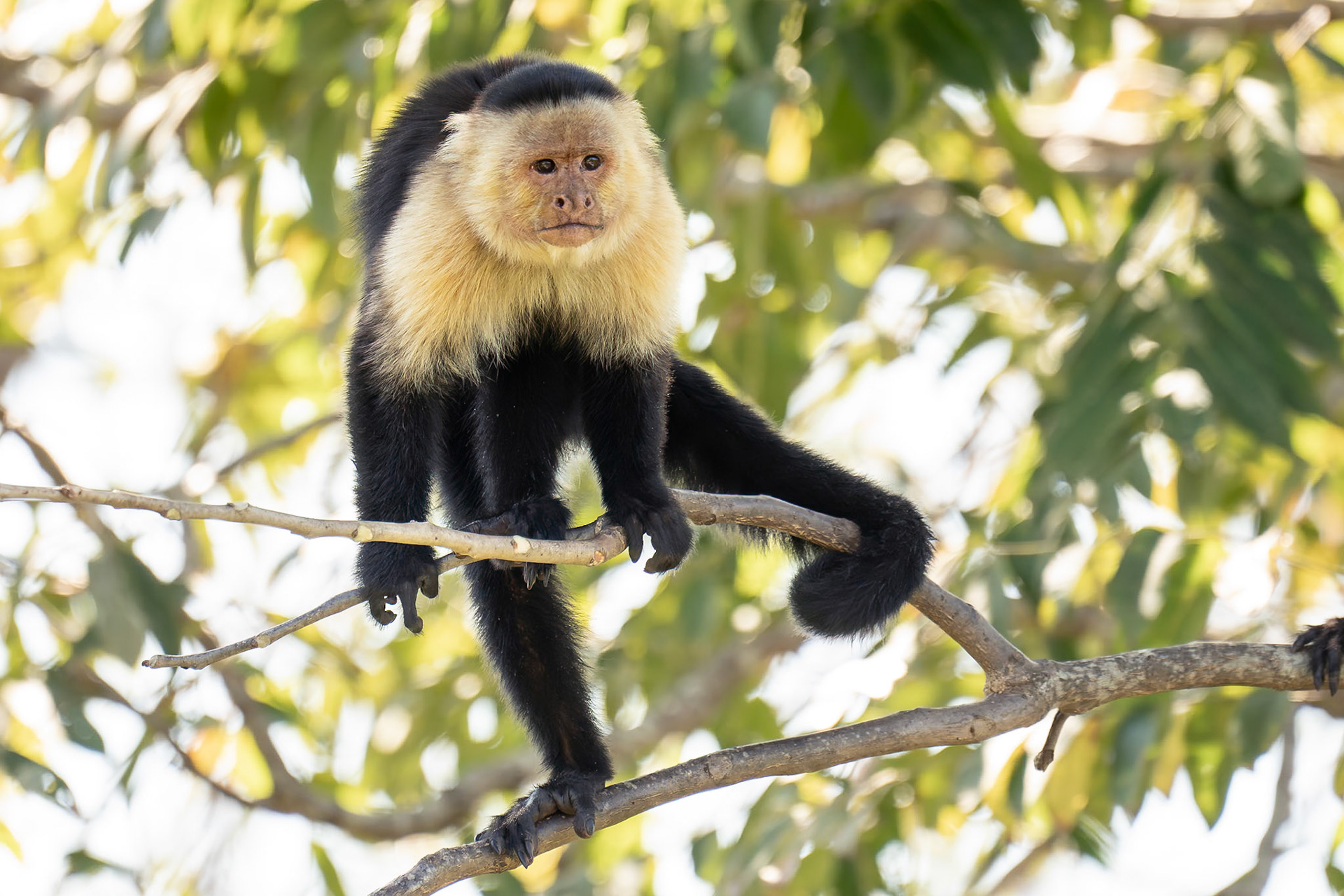 Panamanian White-faced Capuchin, Cerro Lodge, Costa Rica 2024