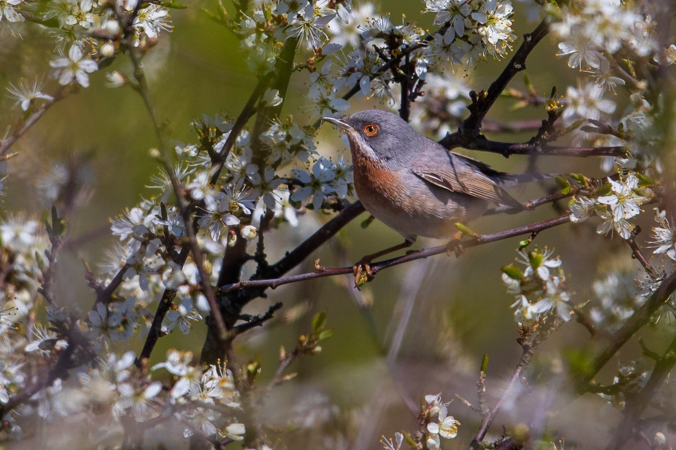 Rödstrupig sångare / Subalpine Warbler, Knäbäcksdösen 2016