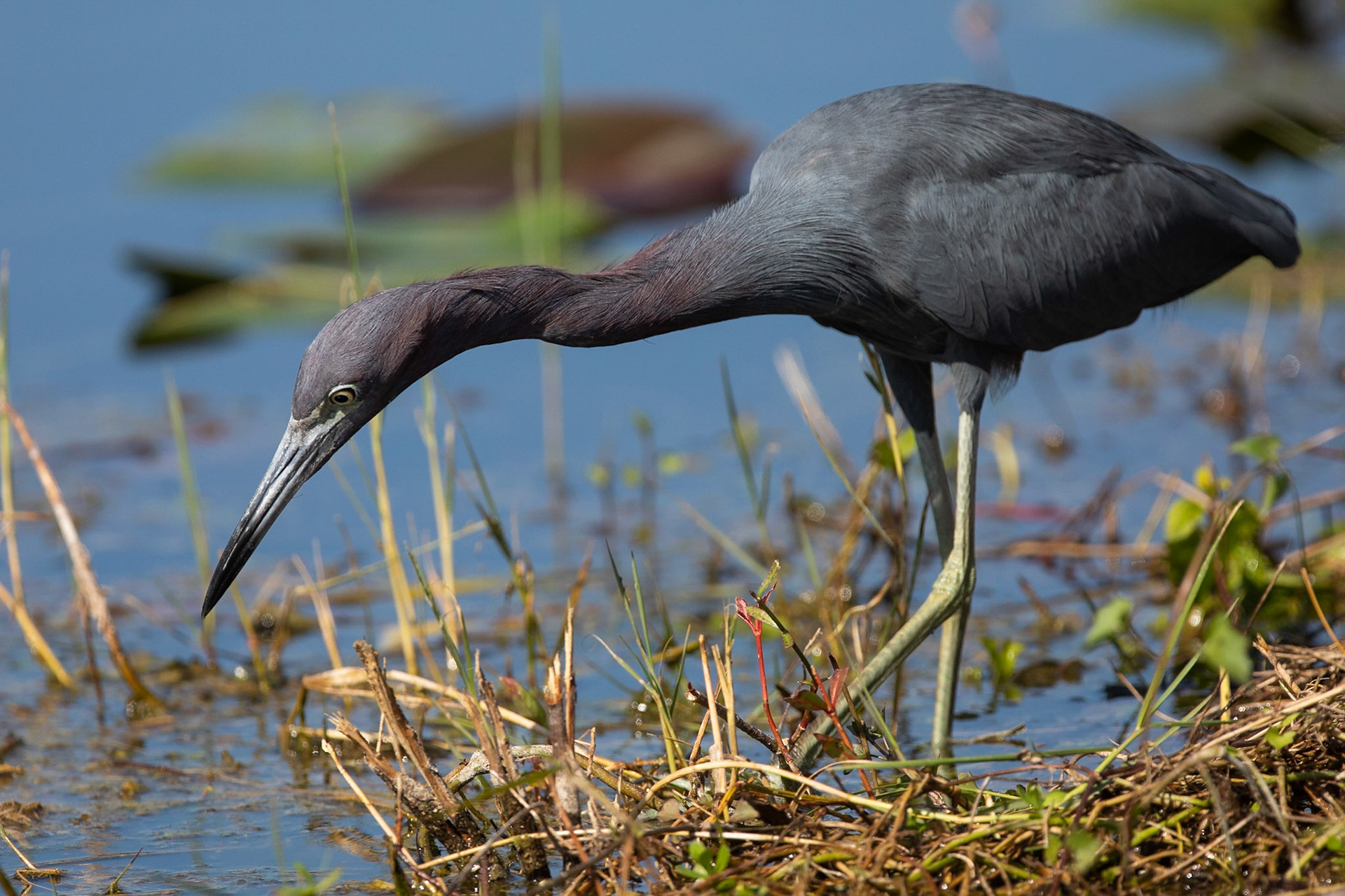 Blåhäger / Little Blue Heron, Shark Valley, Florida USA 2019