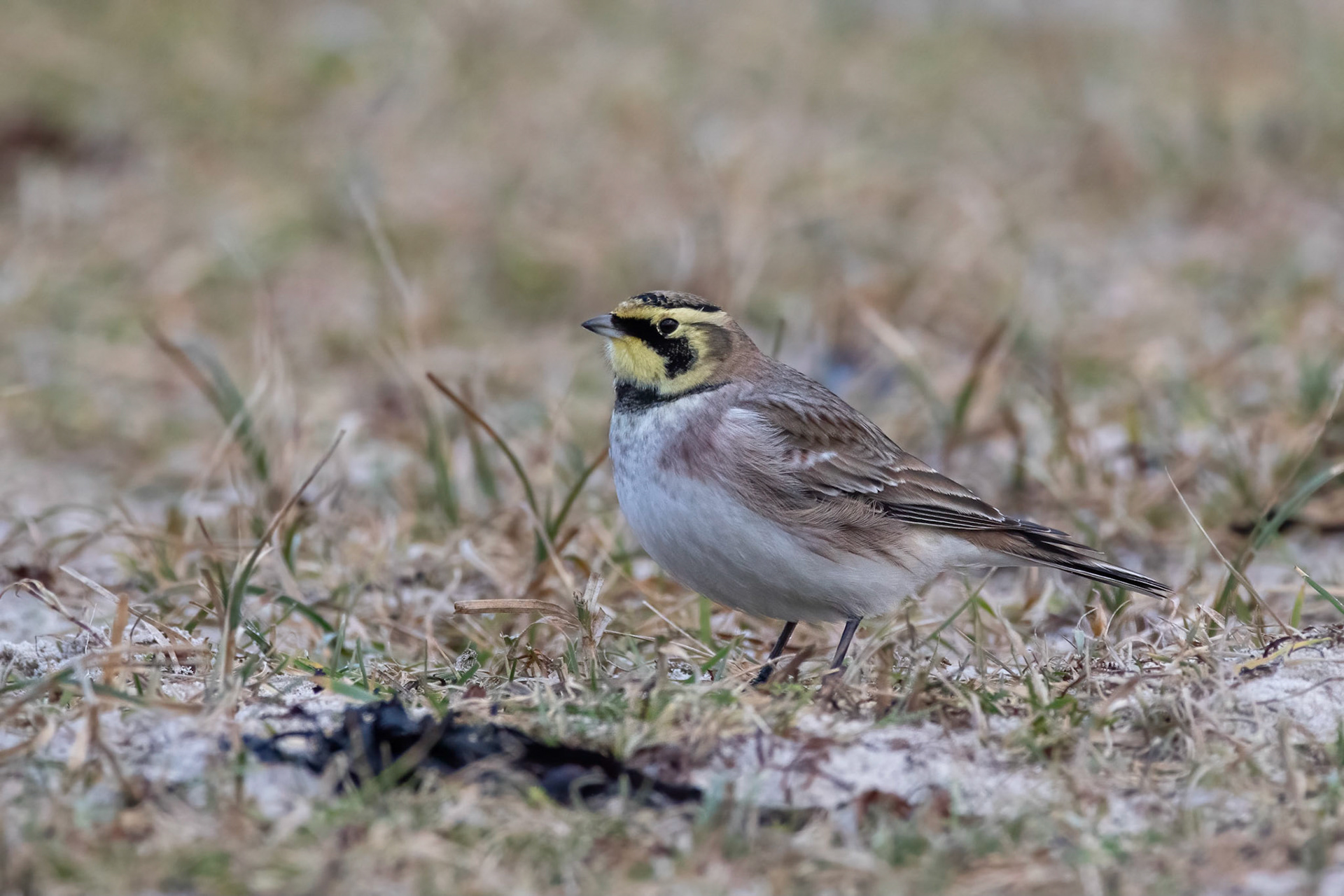 Berglärka / Horned Lark, Vejbystrand 2019