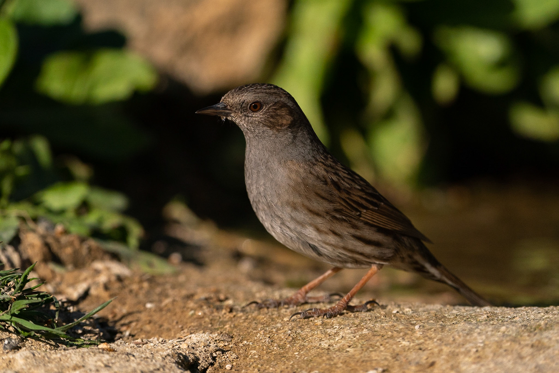Järnsparv / Dunnock, Losa del Obispo, Spanien 2022