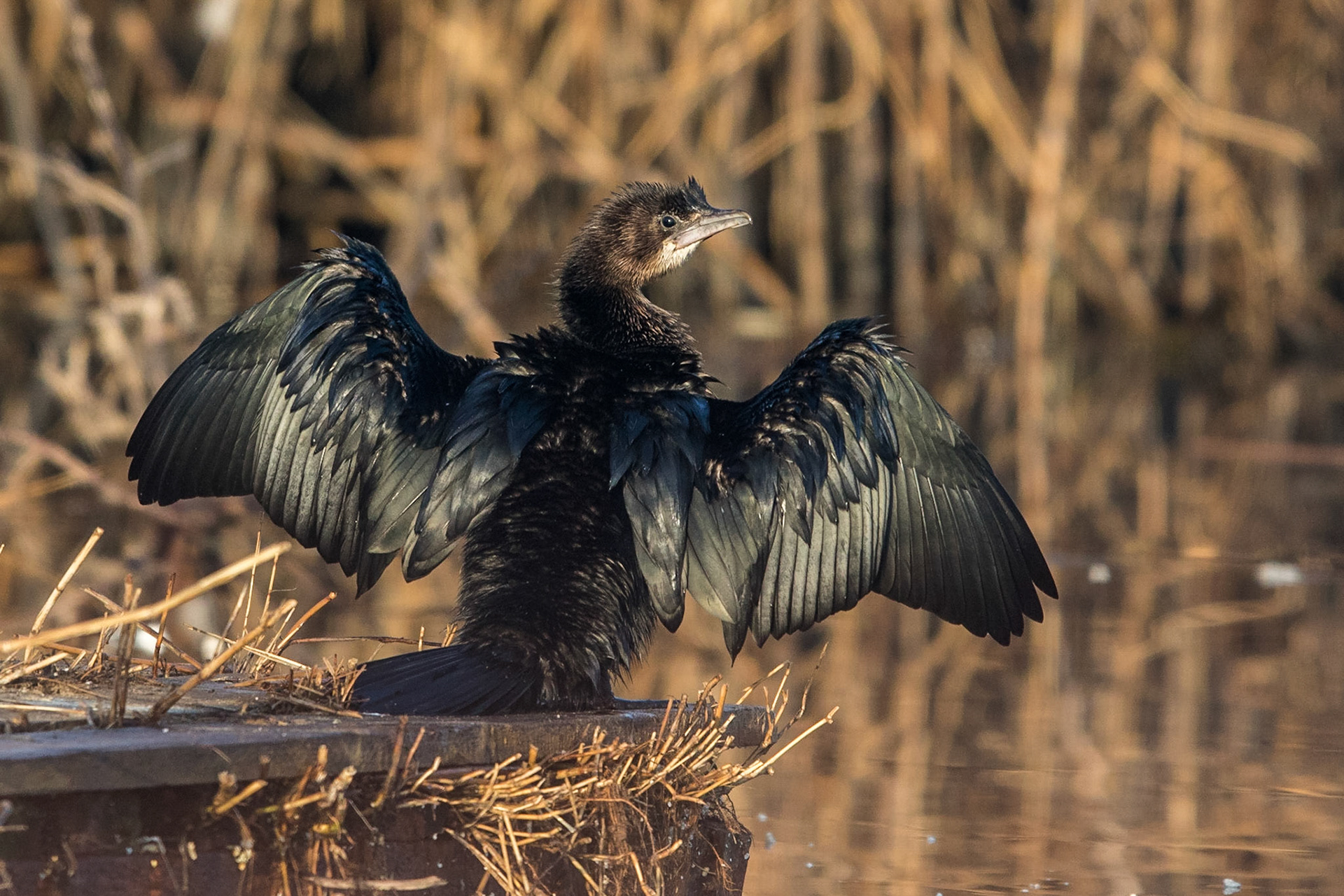 Dvärgskarv / Pygmy Cormorant, Kalochori Greece 2017