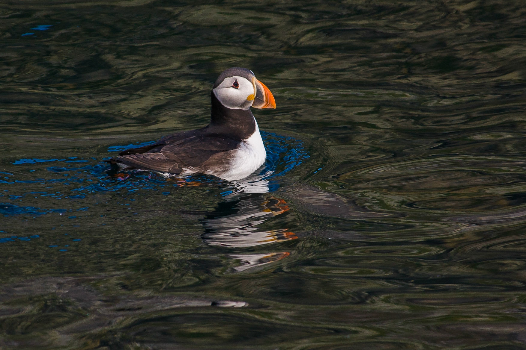 Lunnefågel / Atlantic Puffin, Gjesvaer Norway 2008