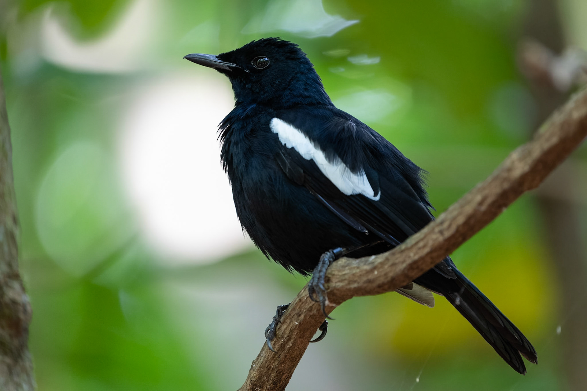 Seychellshama / Seychelles Magpie-Robin, Aride, Seychelles 2023