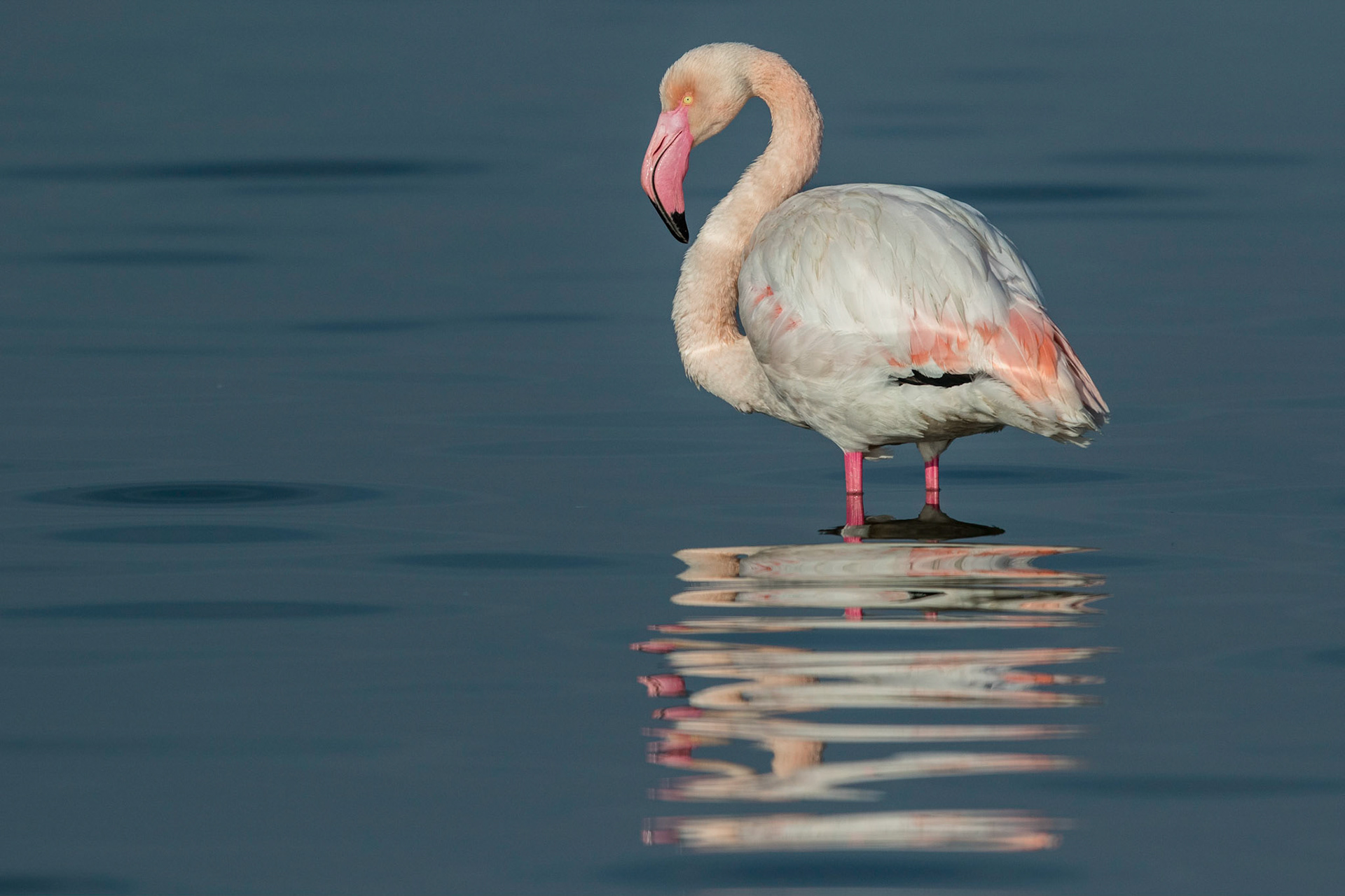 Större flamingo / Greater Flamingo, Kalochori Greece 2017