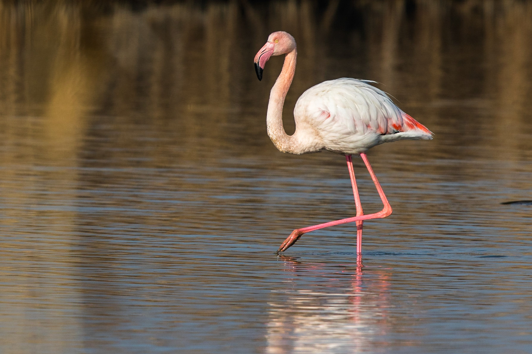 Större flamingo / Greater Flamingo, Kalochori Greece 2017