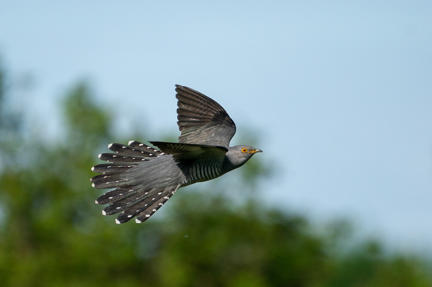 Gök / Common Cuckoo, Hasslarps dammer 2023