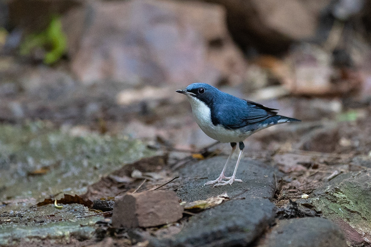 Blånäktergal / Siberian Blue Robin, Kaeng Krachan, Thailand 2018