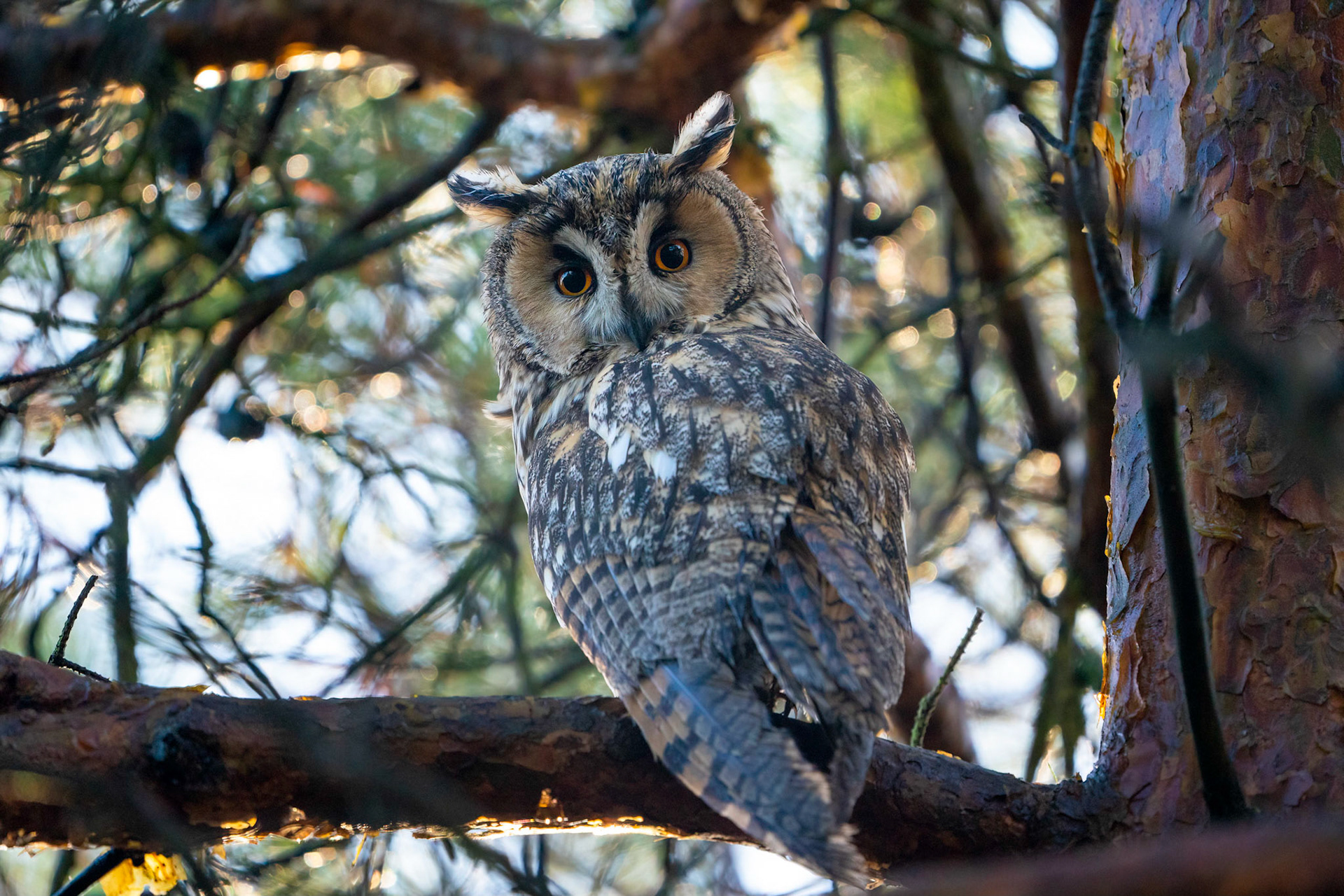 Hornuggla / Long-eared Owl, Furulund 2021