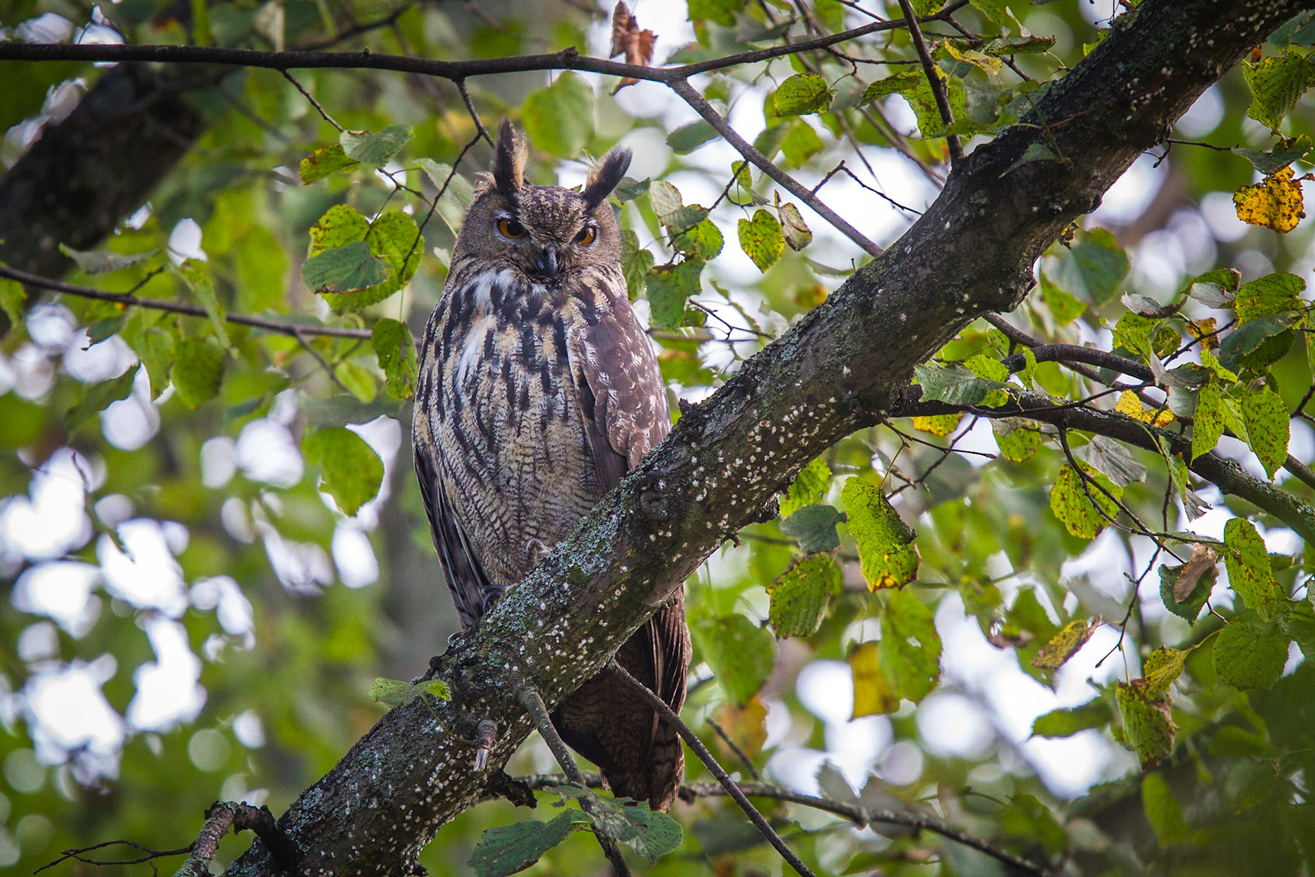 Berguv / Eurasian Eagle Owl, Lund 2013