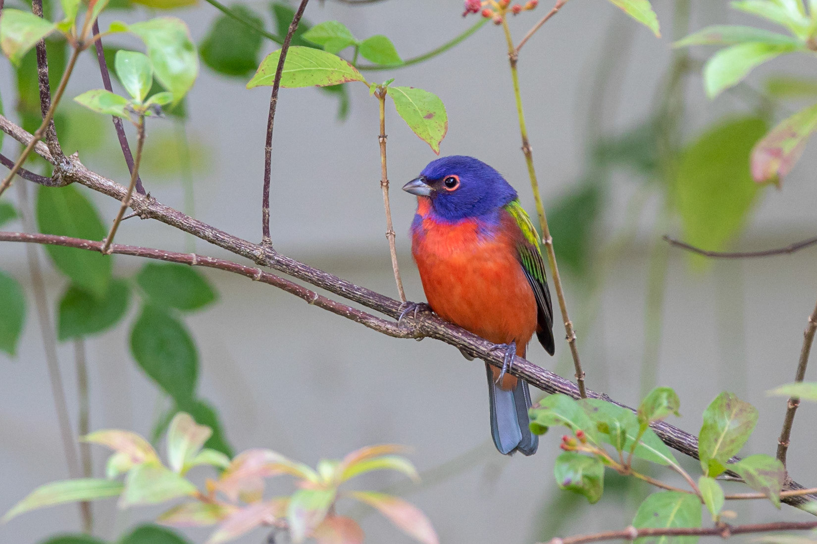Påvefink / Painted Bunting , Corkscrew Swamp, Florida USA 2019