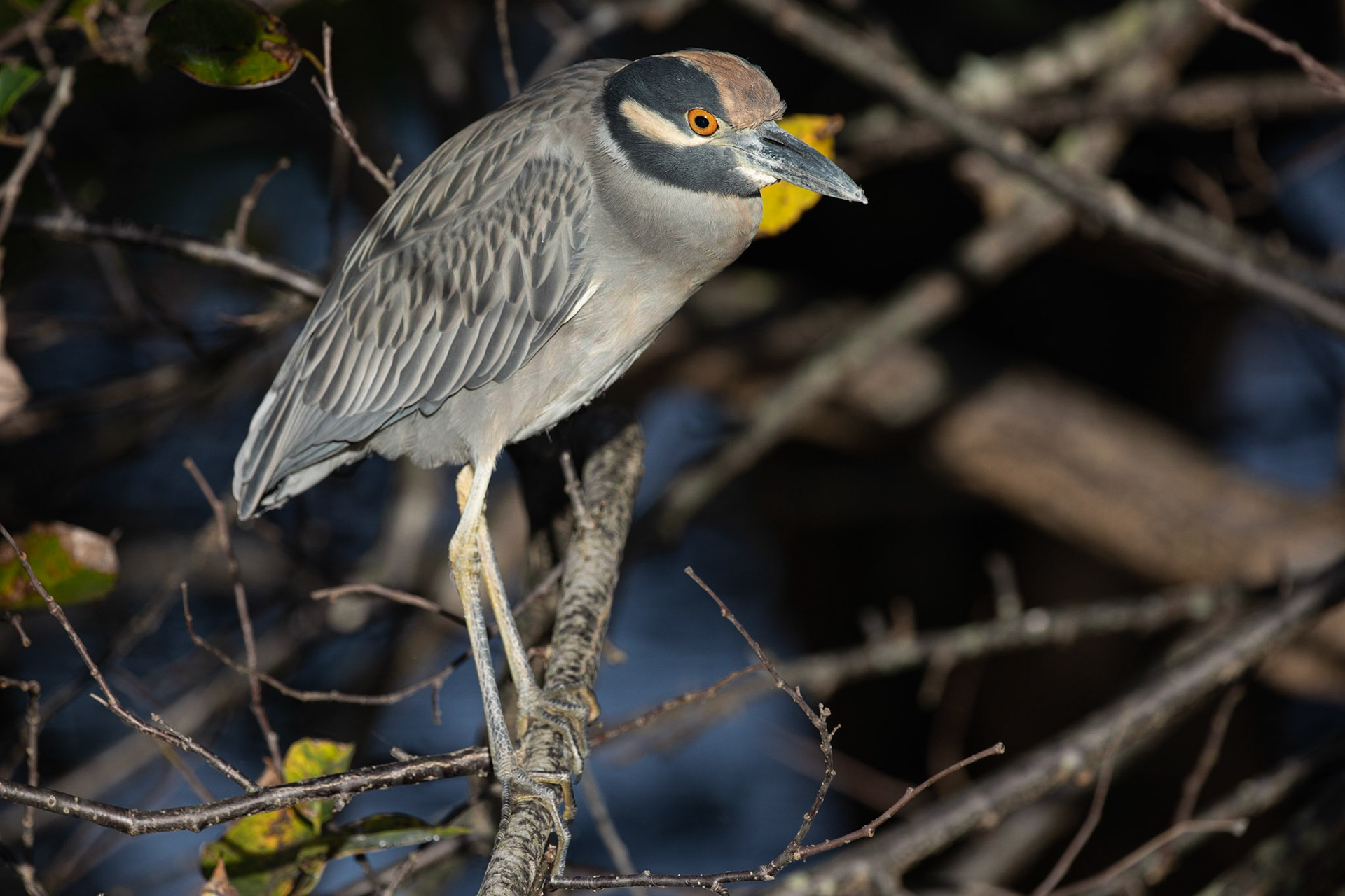 Gulkronad natthäger / Yellow-crowned Night Heron, Wakadahatchee Wetland, Florida USA 2019
