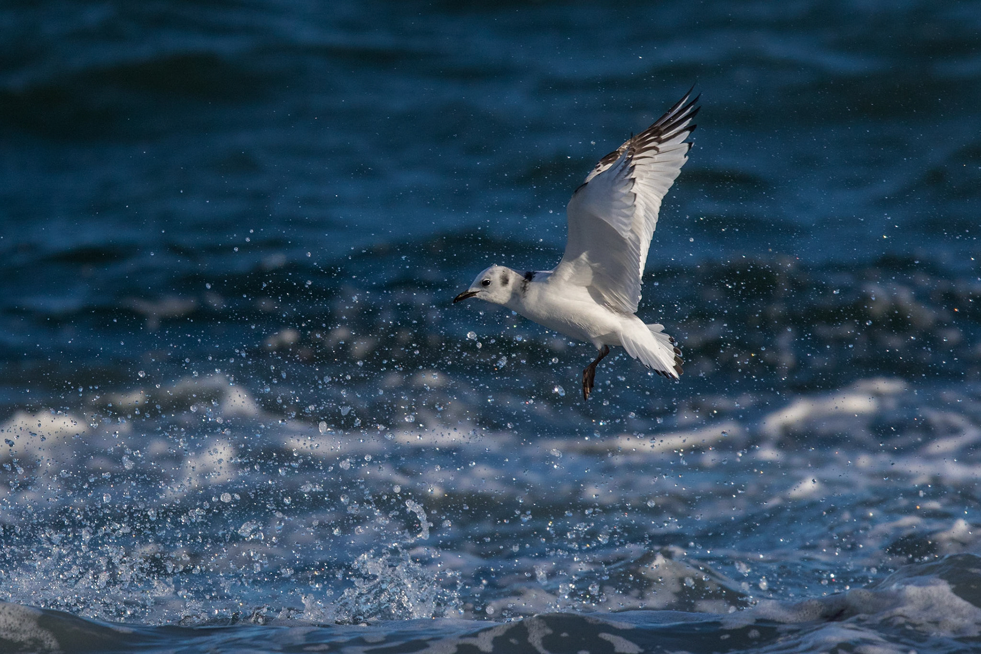 Tretåig mås / Black-legged Kittiwake, Kattvik 2016