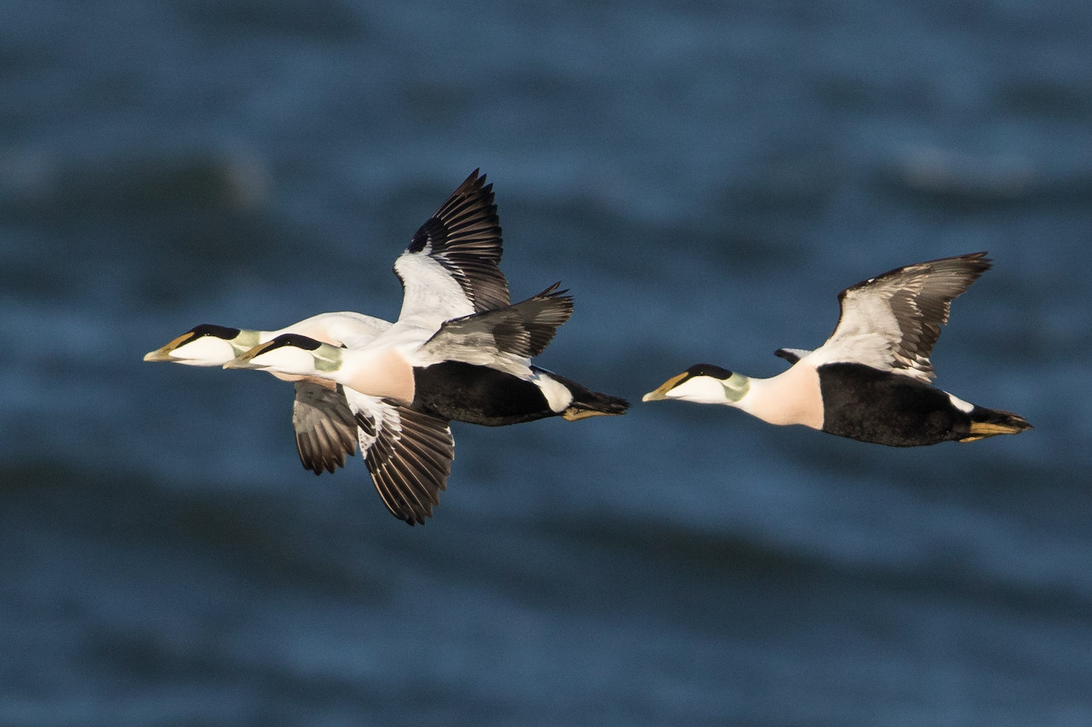 Ejder / Common Eider, Hovs hallar 2014