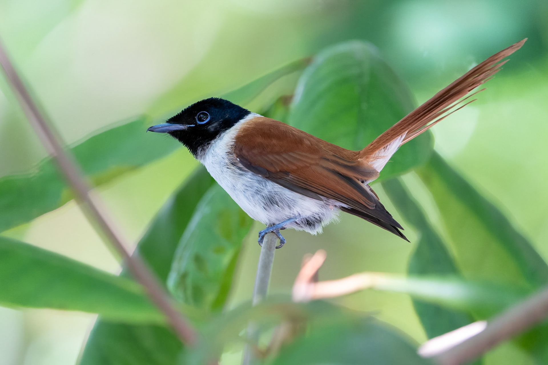 Seychellparadismonark / Seychelles Paradise Flycatcher, La Digue Seychelles 2023