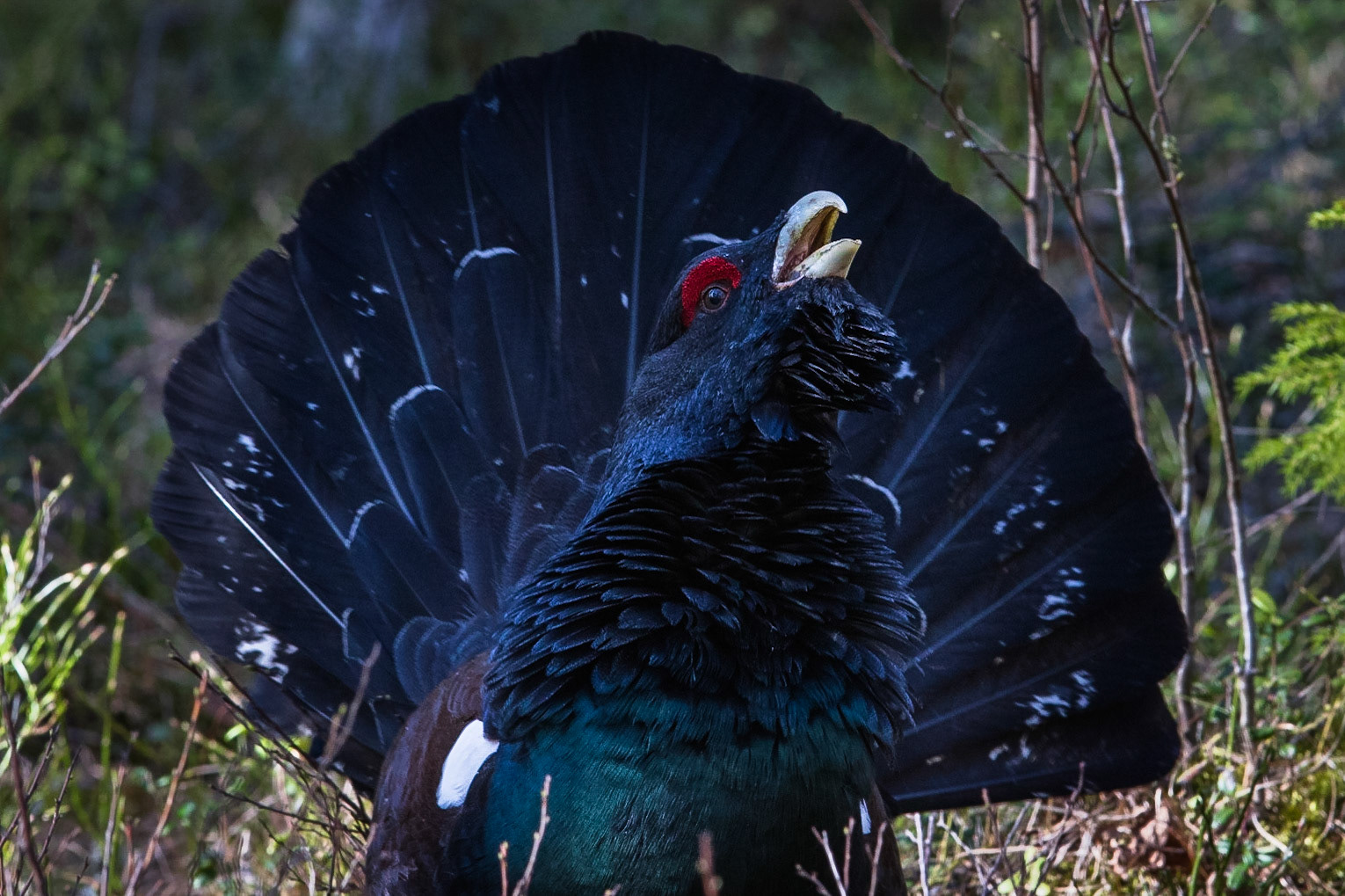 Tjäder / Western Capercaillie, Västmanland 2015