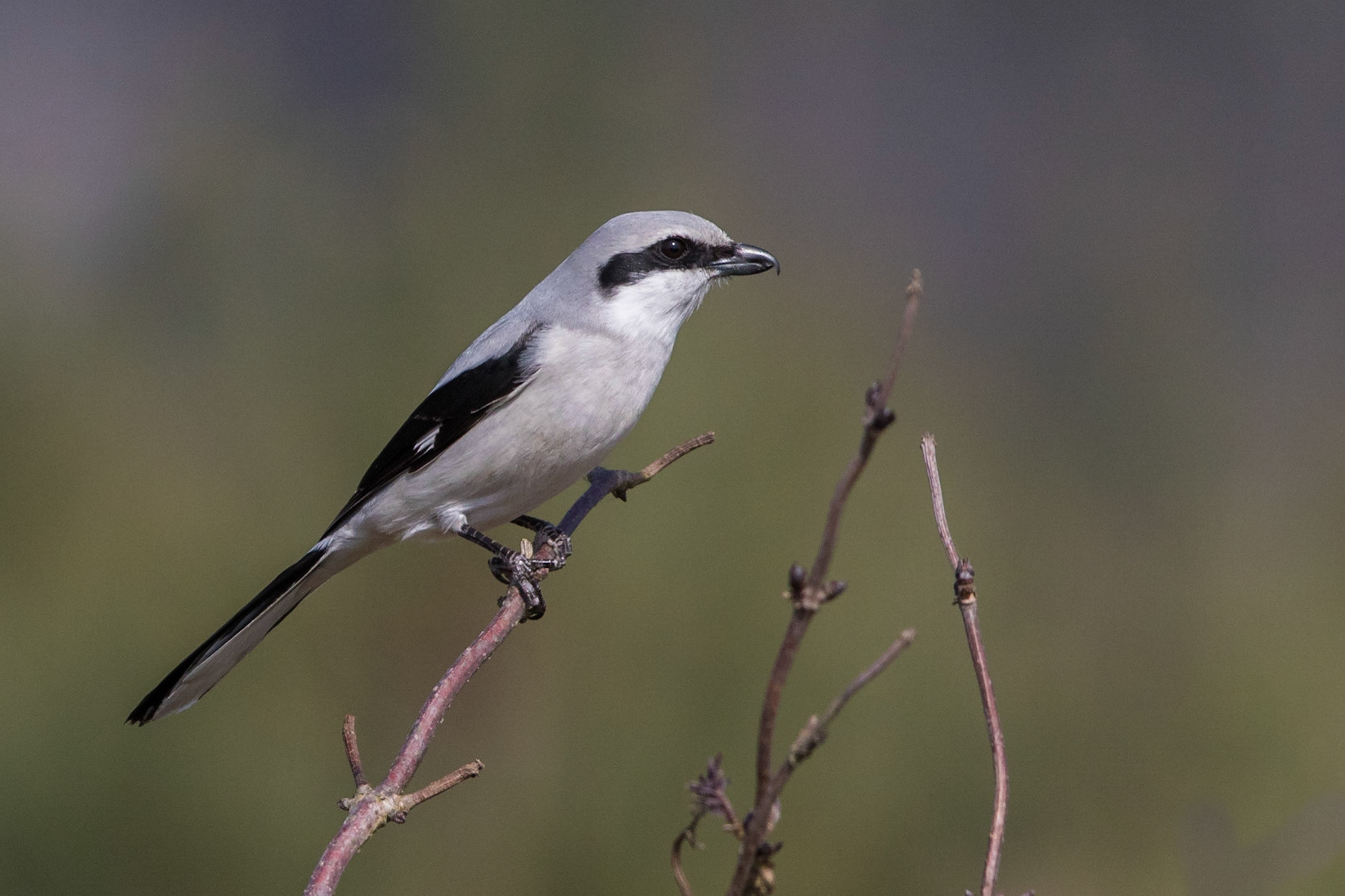 Varfågel / Great Grey Shrike, Revingefälten 2015
