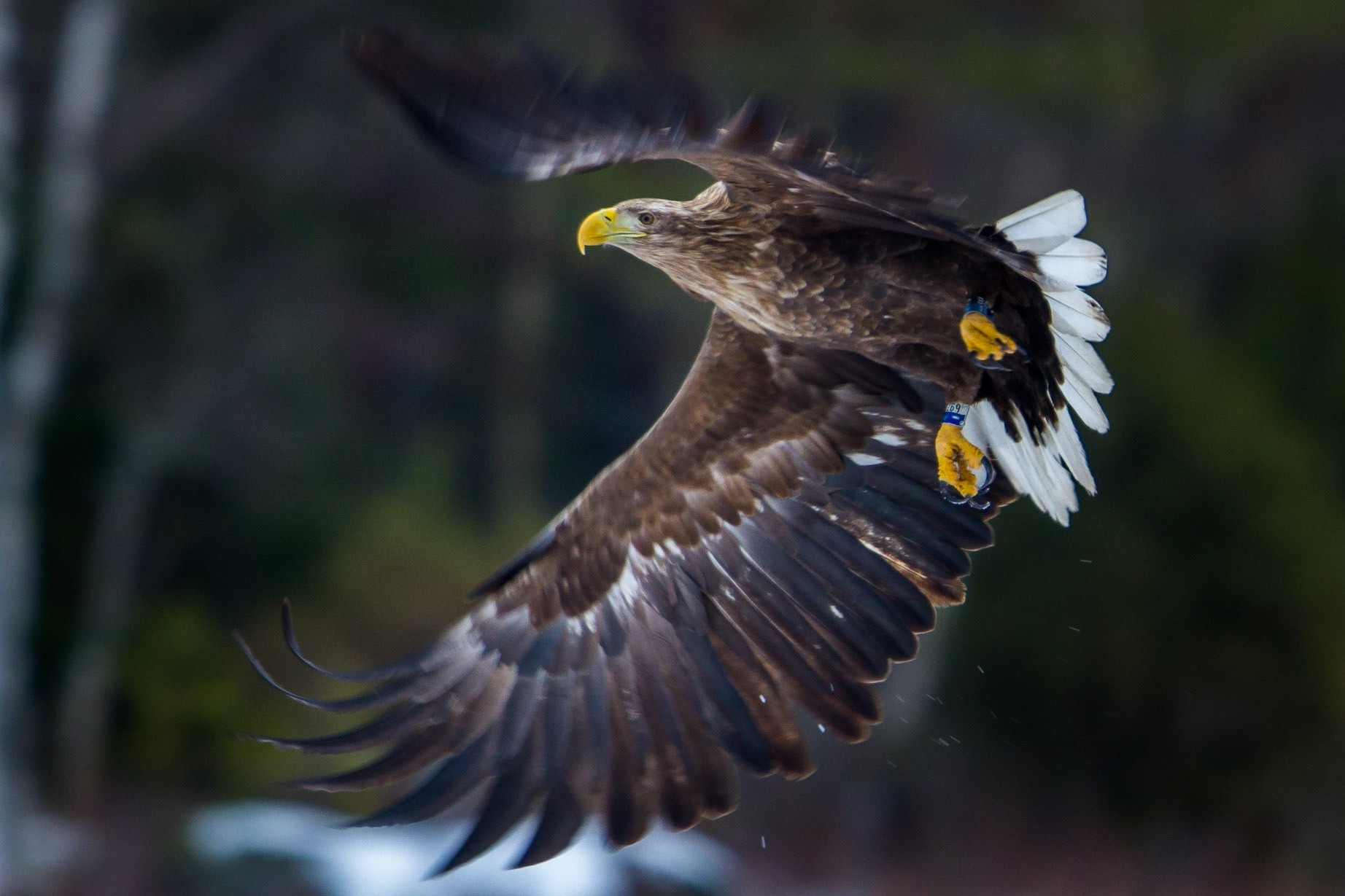 Havsörn / White-tailed Eagle, Gysinge 2014