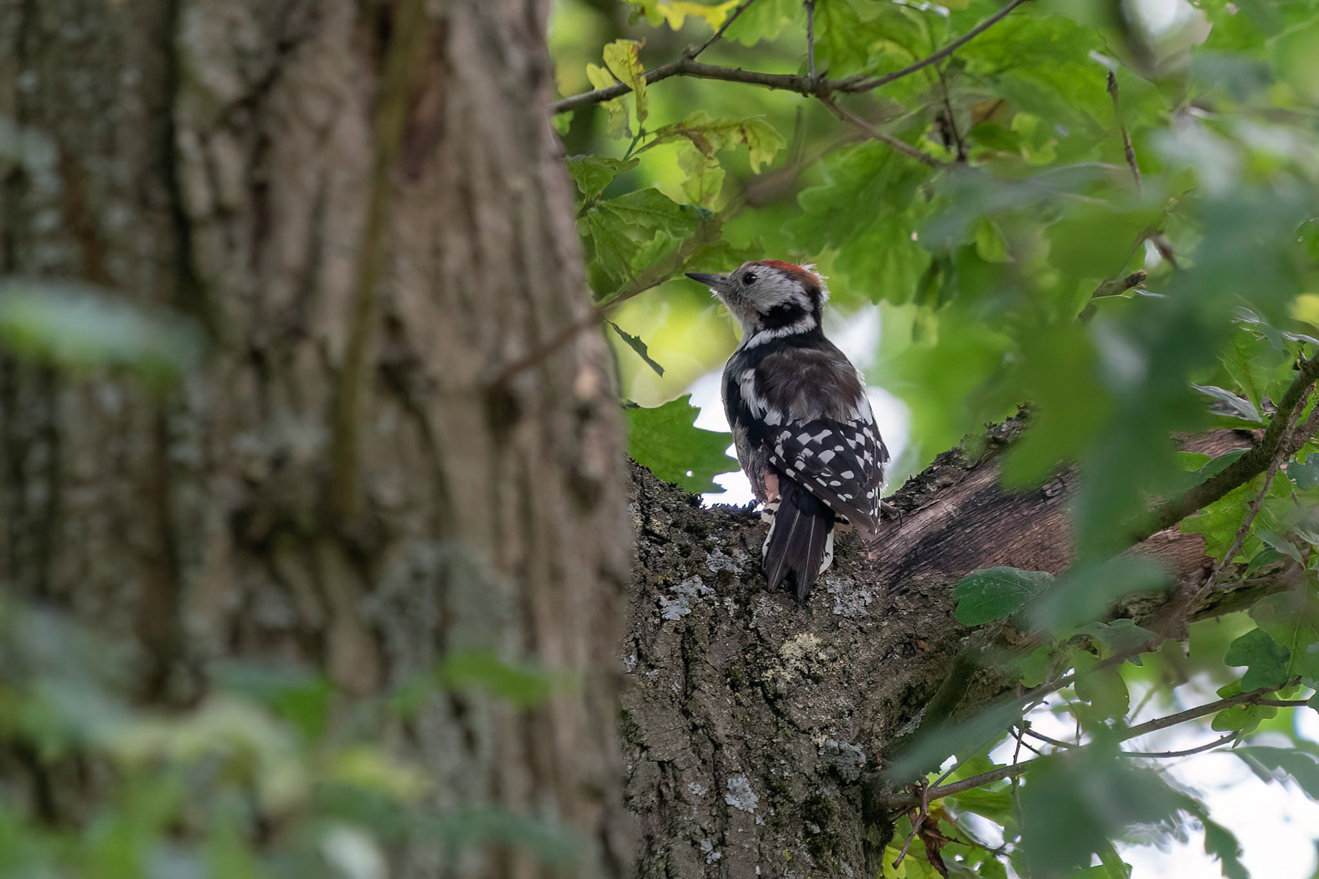 Mellanspett / Middle Spotted Woodpecker, Bürgerpark Bremen 2022
