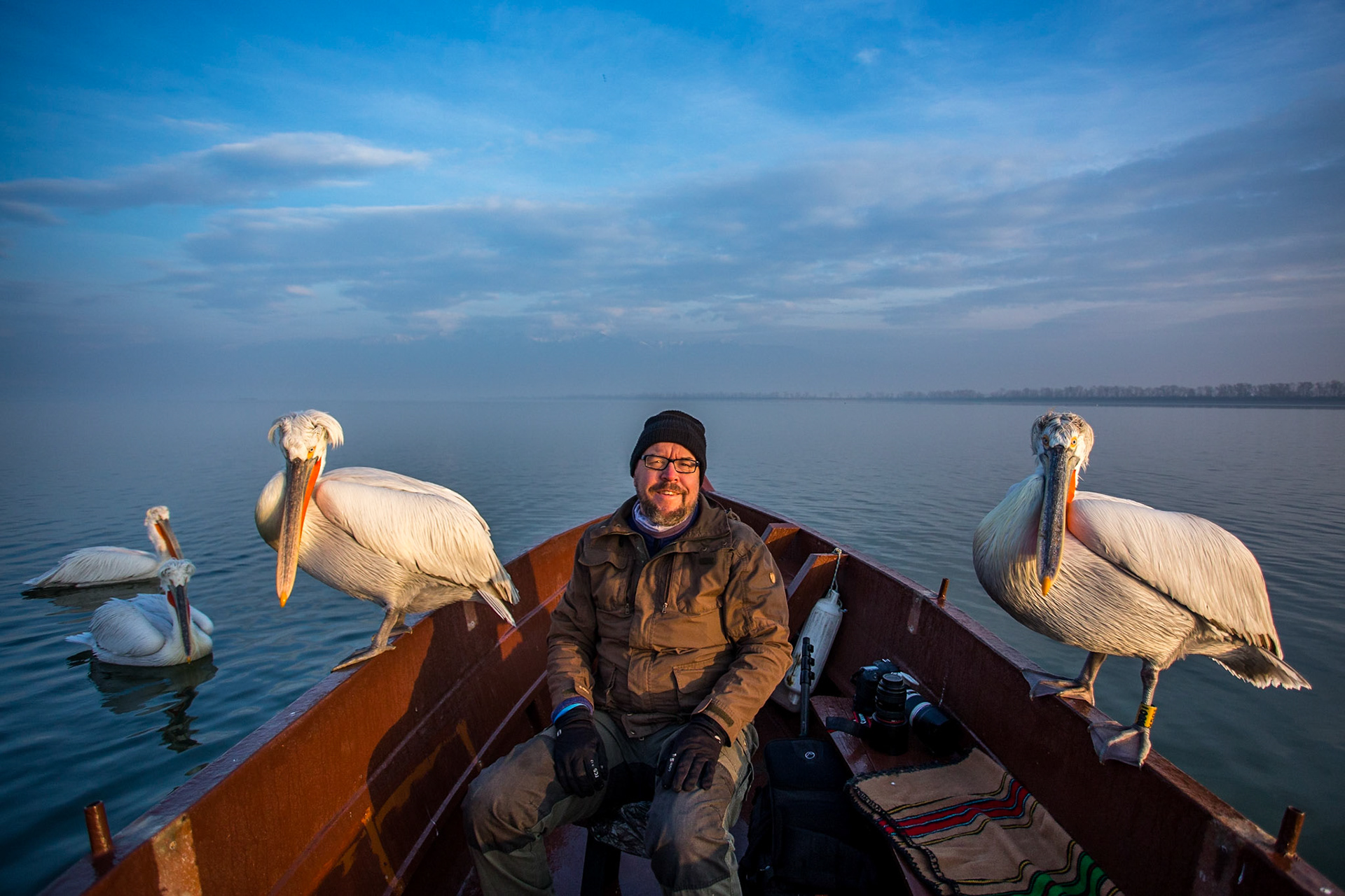 Krushuvad pelikan / Dalmatian Pelican, Kerkini lake Greece 2017