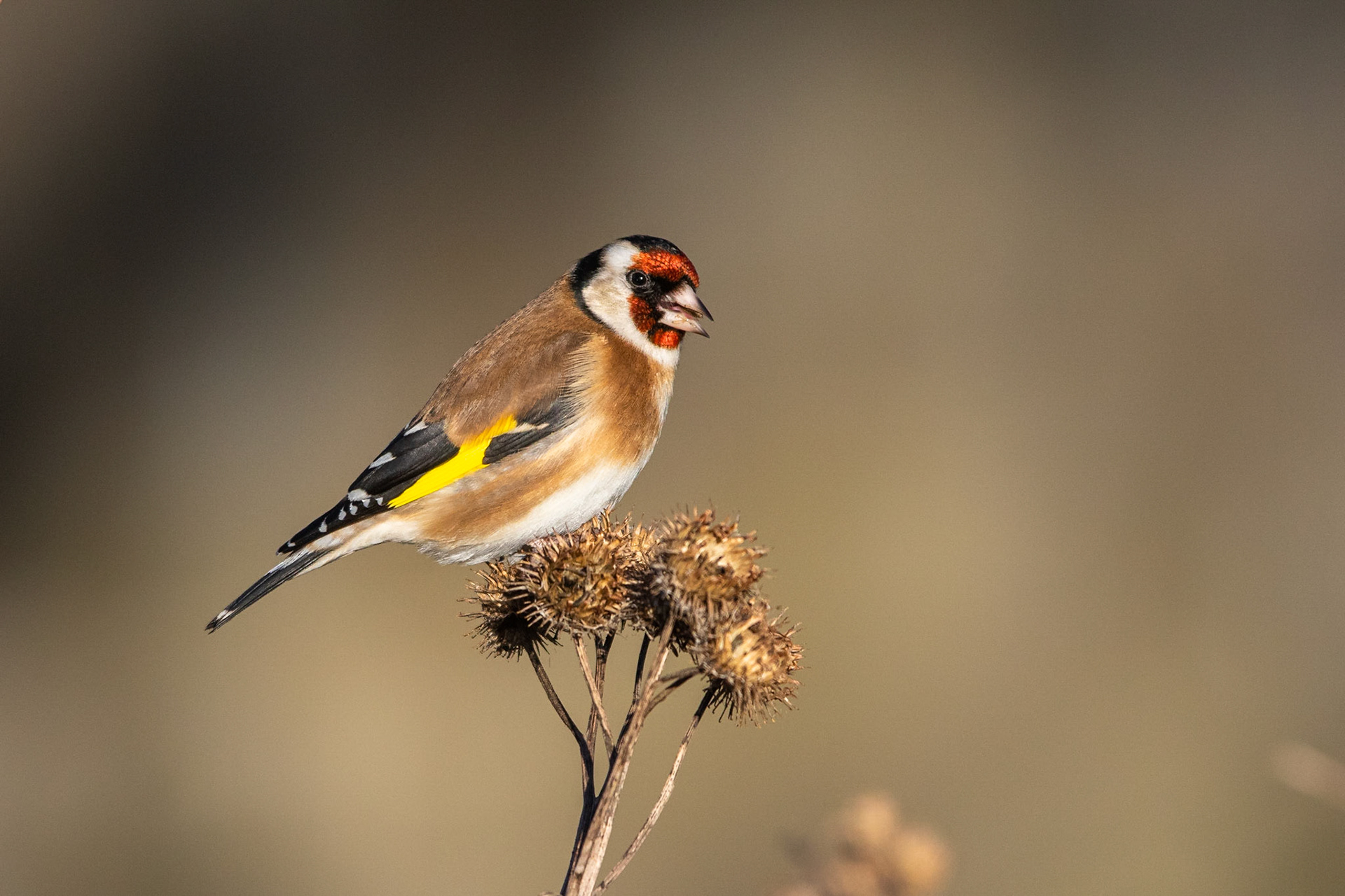 Steglits / European Goldfinch, Strömmen Kävlinge 2016