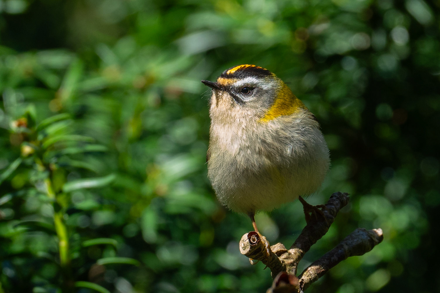 Common Firecrest / Brandkronad kungsfågel, Alnarpsparken 2026