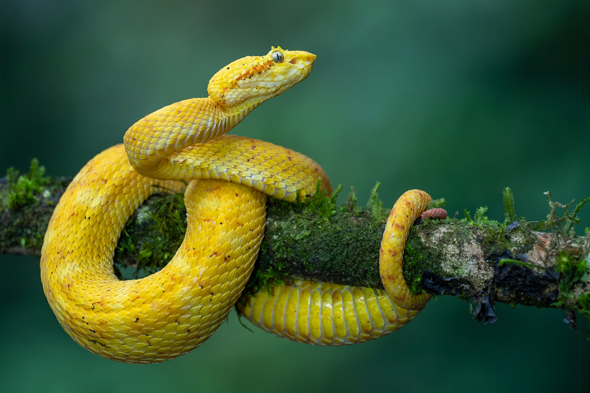 Eyelash Palm Pit Viper / Gripsvansvipera, Frog Heaven, Costa Rica 2024